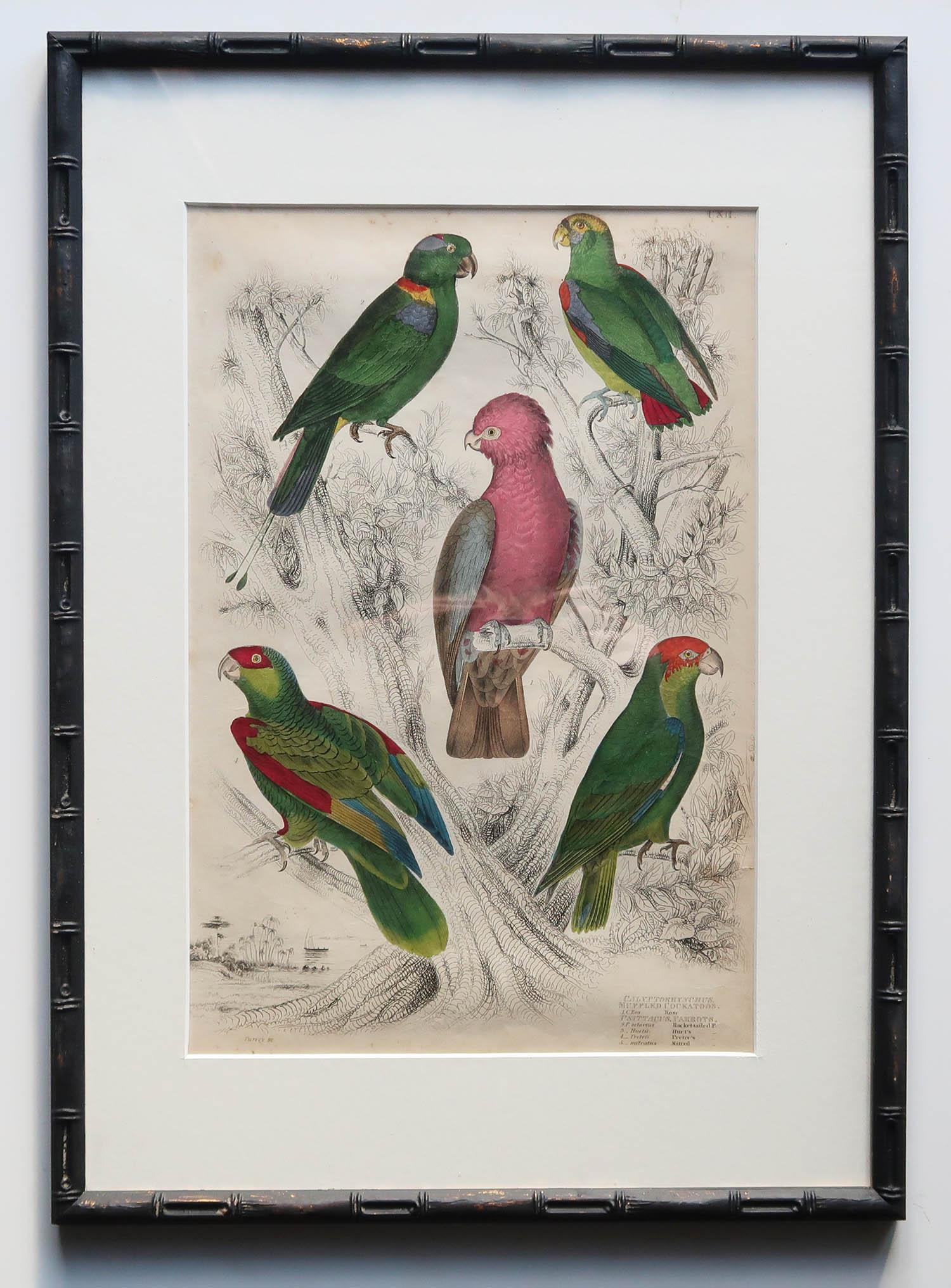 Chinoiseries Ensemble de 15 estampes d'oiseaux exotiques anciennes dans des cadres en faux bambou ébénisé, C.1835 en vente
