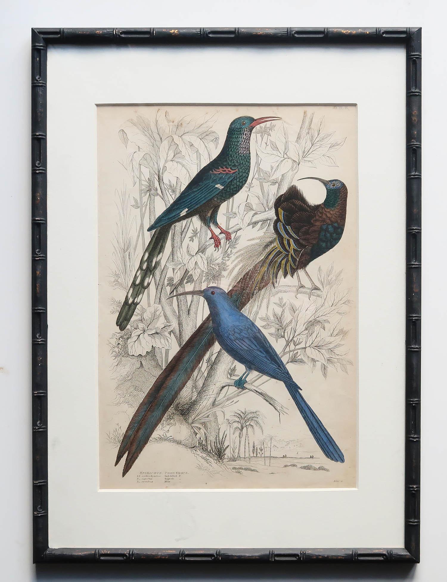 Anglais Ensemble de 15 estampes d'oiseaux exotiques anciennes dans des cadres en faux bambou ébénisé, C.1835 en vente