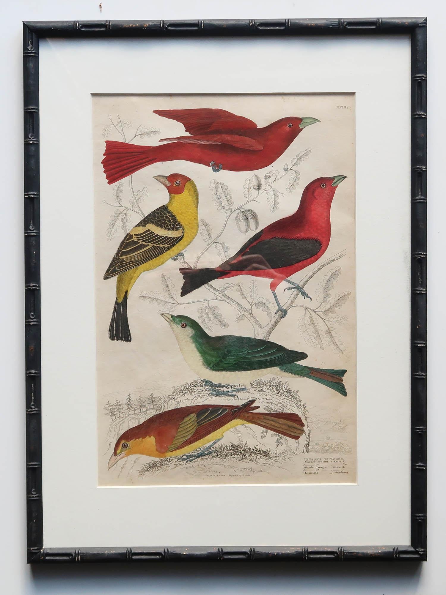 Ebonized Set of 15 Antique Exotic Bird Prints in Ebonised Faux Bamboo Frames, C.1835 For Sale