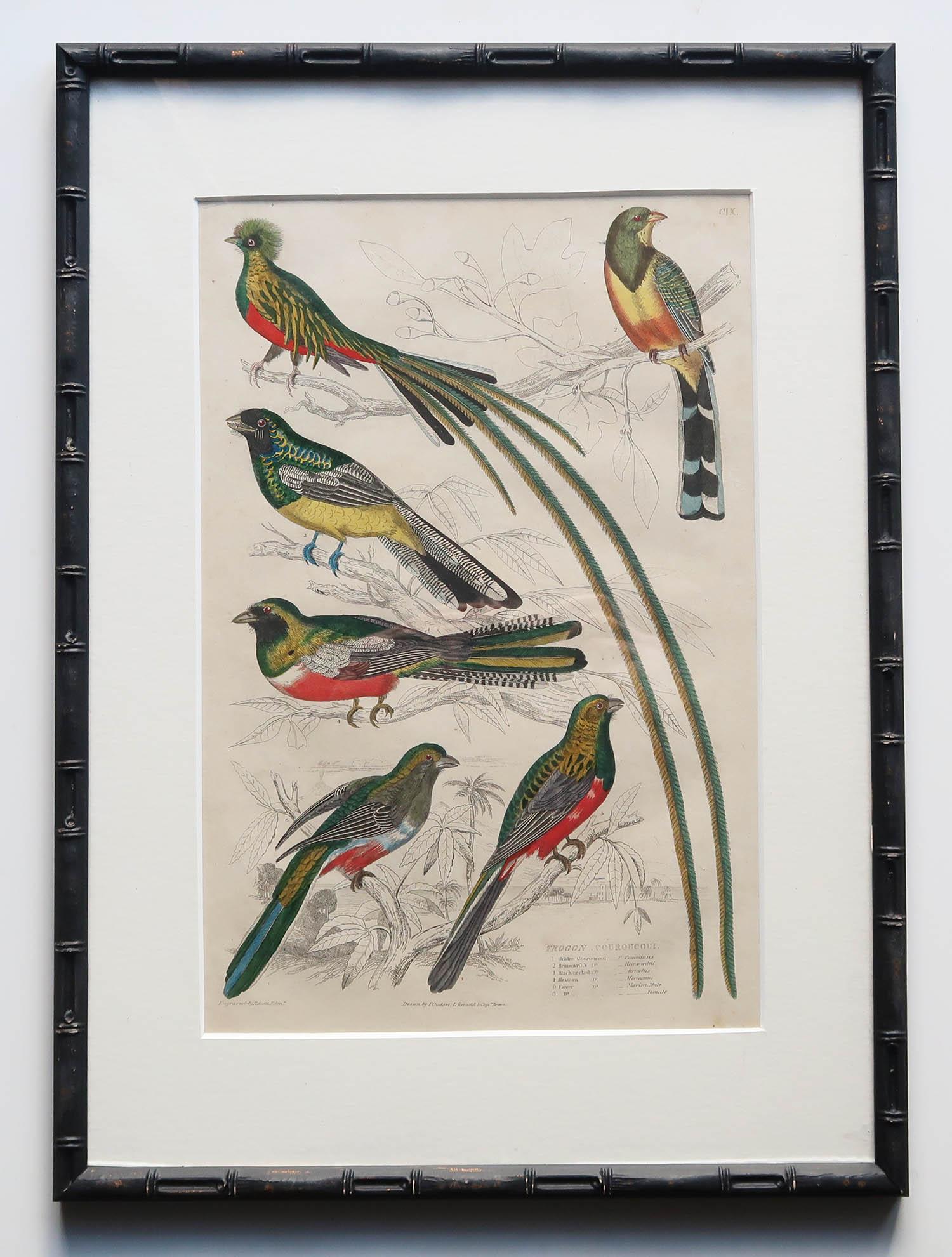 Ensemble de 15 estampes d'oiseaux exotiques anciennes dans des cadres en faux bambou ébénisé, C.1835 Bon état - En vente à St Annes, Lancashire