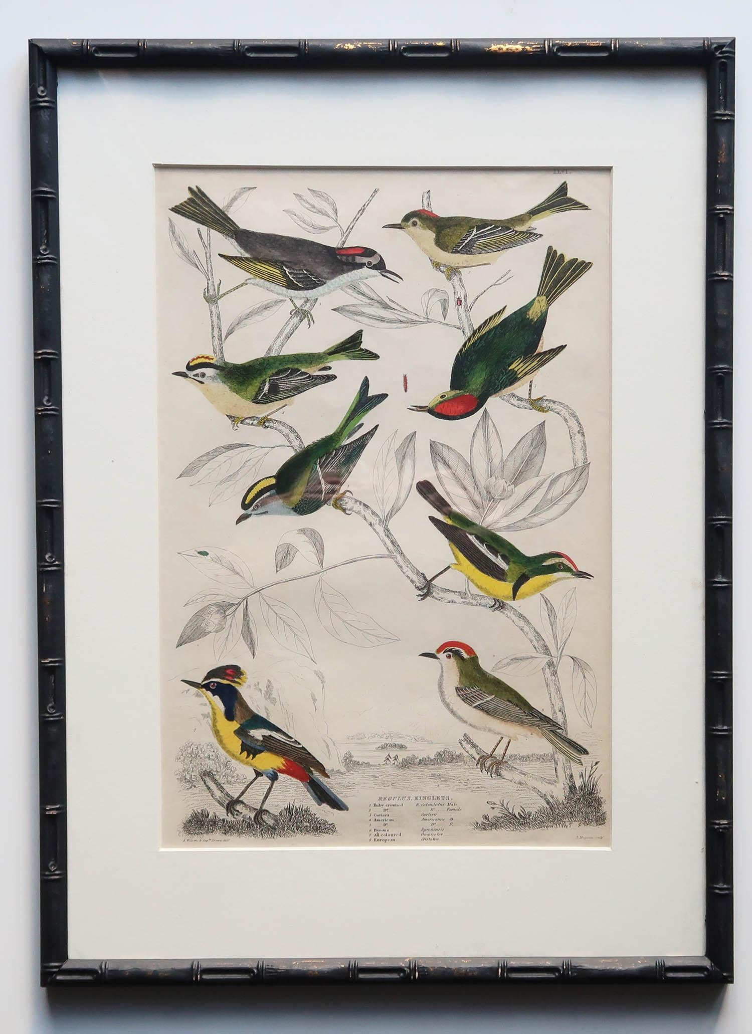 Milieu du XIXe siècle Ensemble de 15 estampes d'oiseaux exotiques anciennes dans des cadres en faux bambou ébénisé, C.1835 en vente