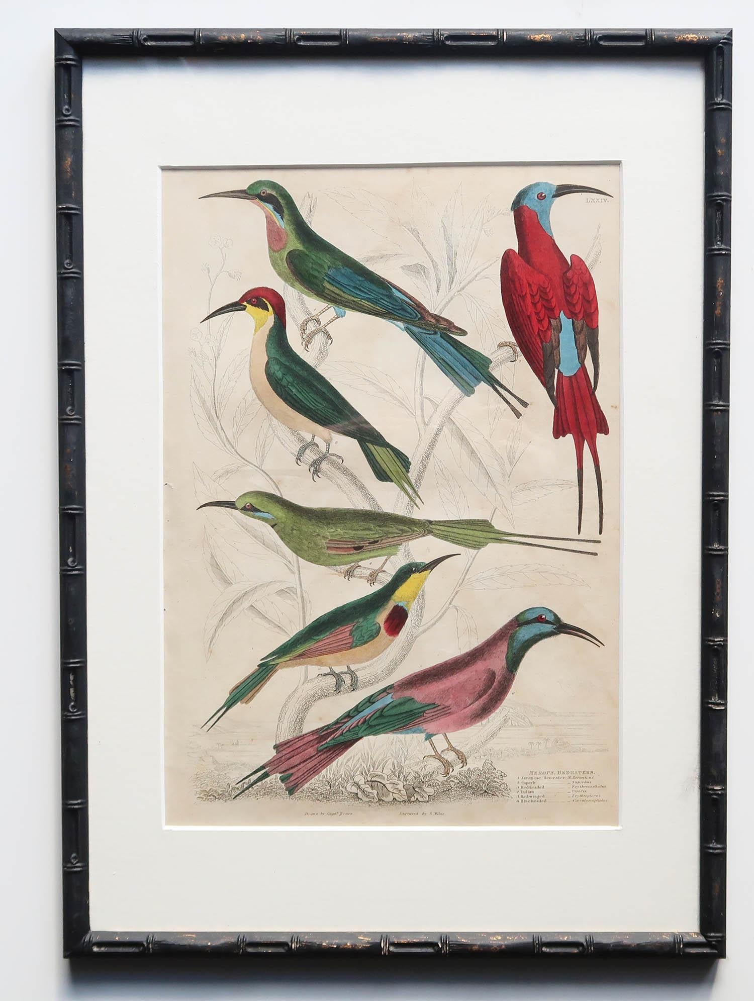 Imitation bambou Ensemble de 15 estampes d'oiseaux exotiques anciennes dans des cadres en faux bambou ébénisé, C.1835 en vente