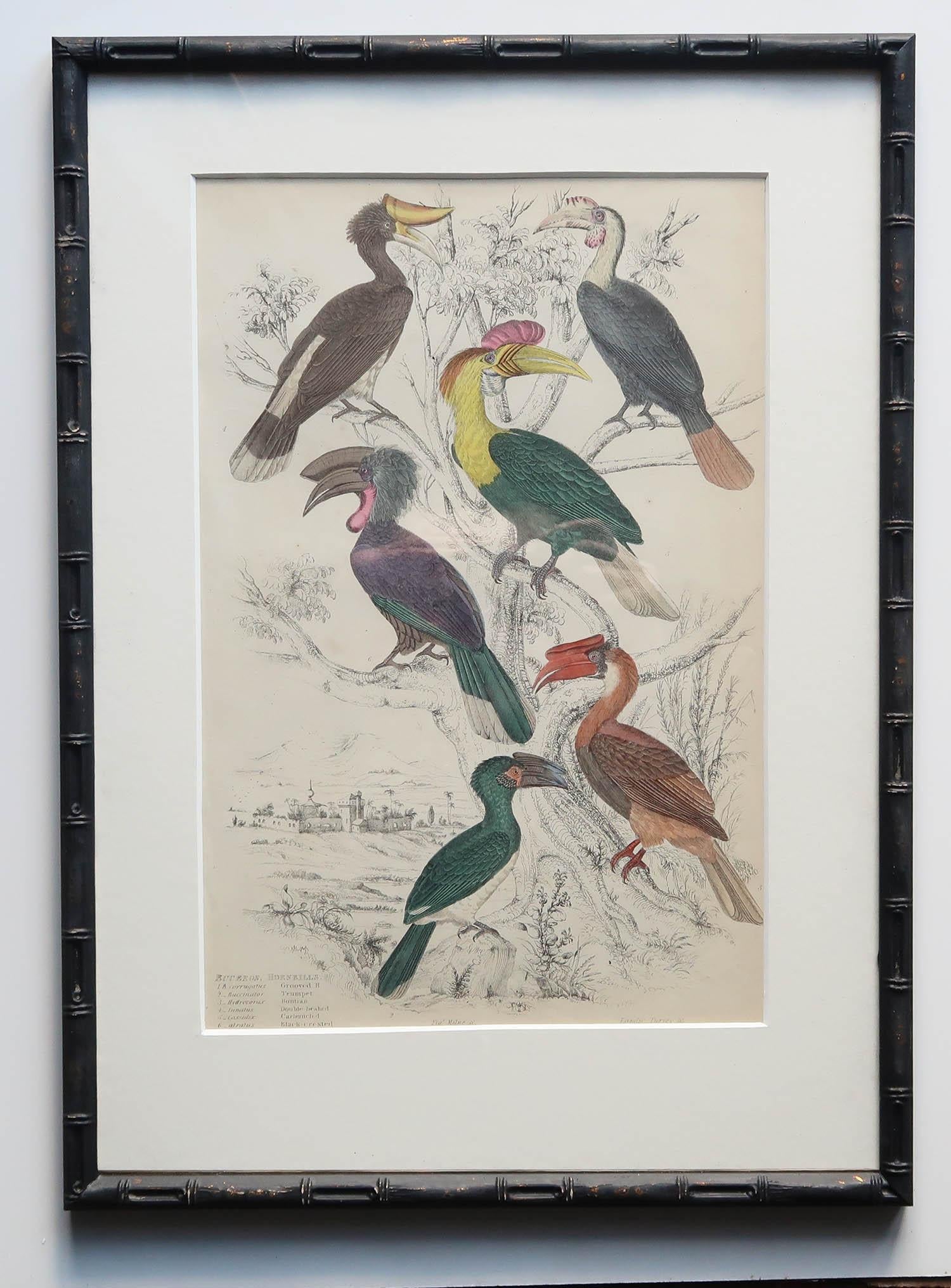Set of 15 Antique Exotic Bird Prints in Ebonised Faux Bamboo Frames, C.1835 For Sale 2