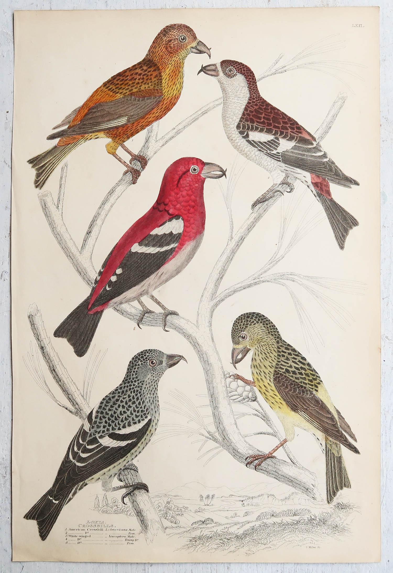 Conjunto de 16 Grandes Grabados Antiguos Originales de Aves Exóticas, Década de 1830 en venta 3