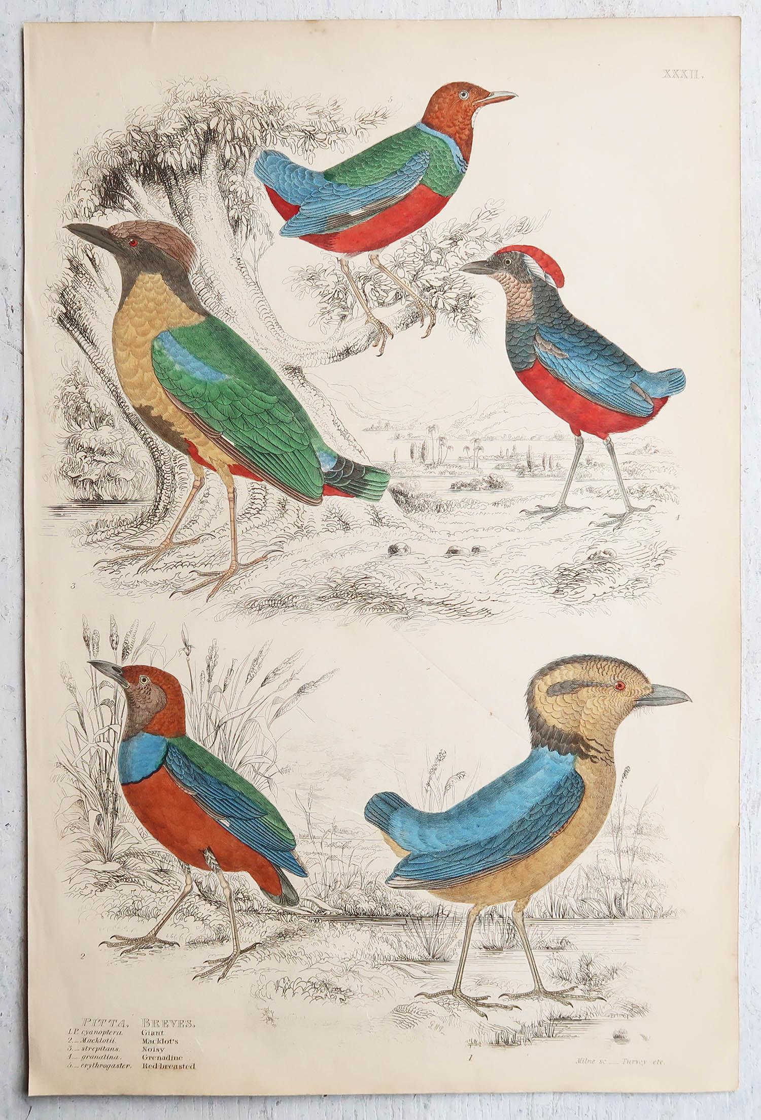 Conjunto de 16 Grandes Grabados Antiguos Originales de Aves Exóticas, Década de 1830 en venta 4