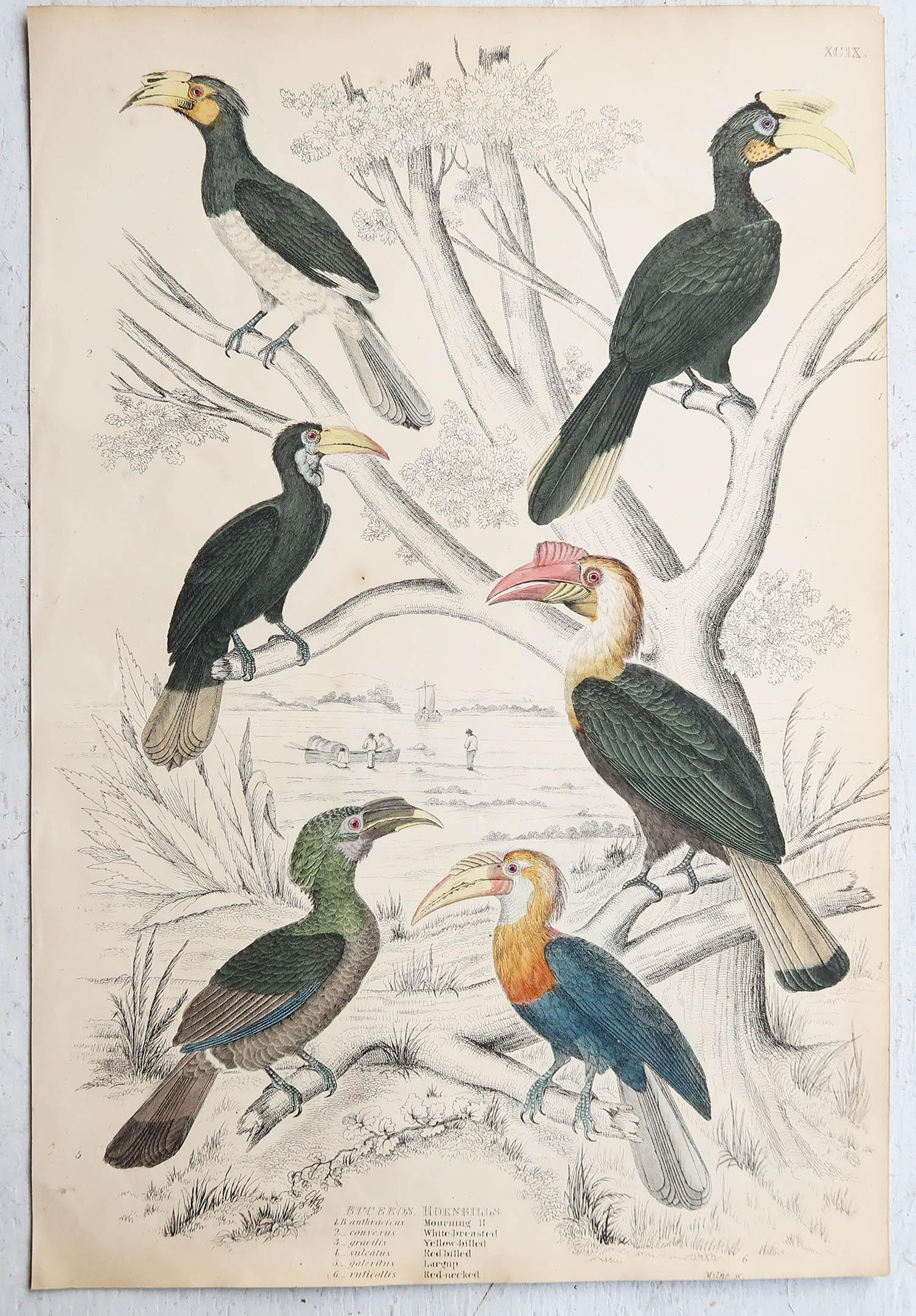 Conjunto de 16 Grandes Grabados Antiguos Originales de Aves Exóticas, Década de 1830 en venta 5