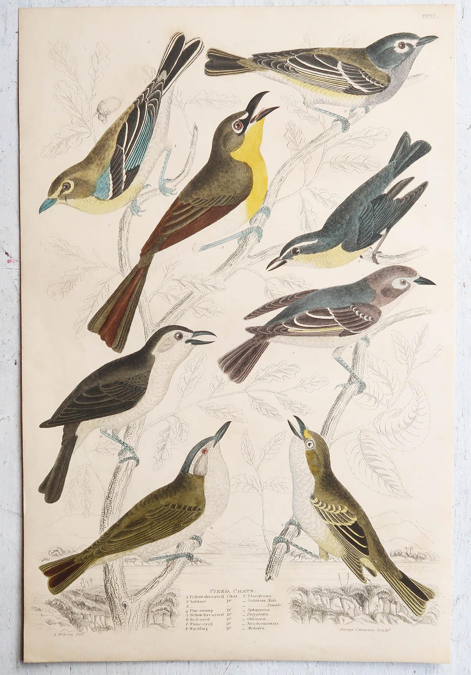 Conjunto de 16 Grandes Grabados Antiguos Originales de Aves Exóticas, Década de 1830 en venta 6