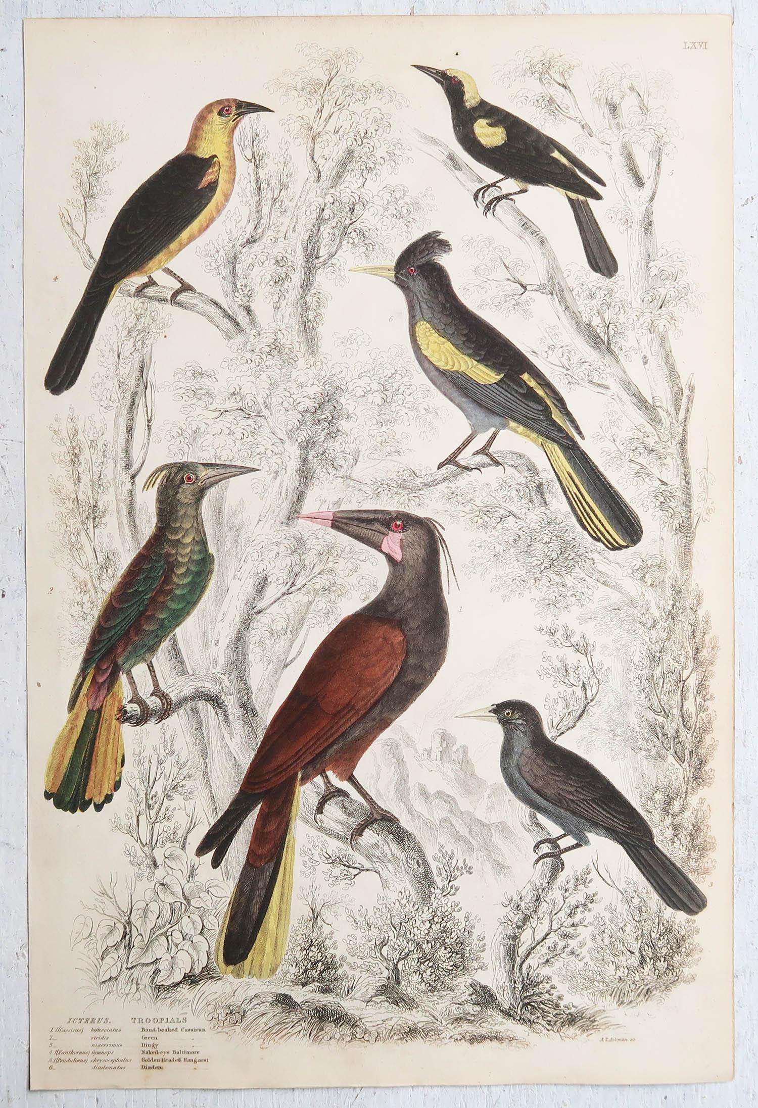 Conjunto de 16 Grandes Grabados Antiguos Originales de Aves Exóticas, Década de 1830 en venta 7