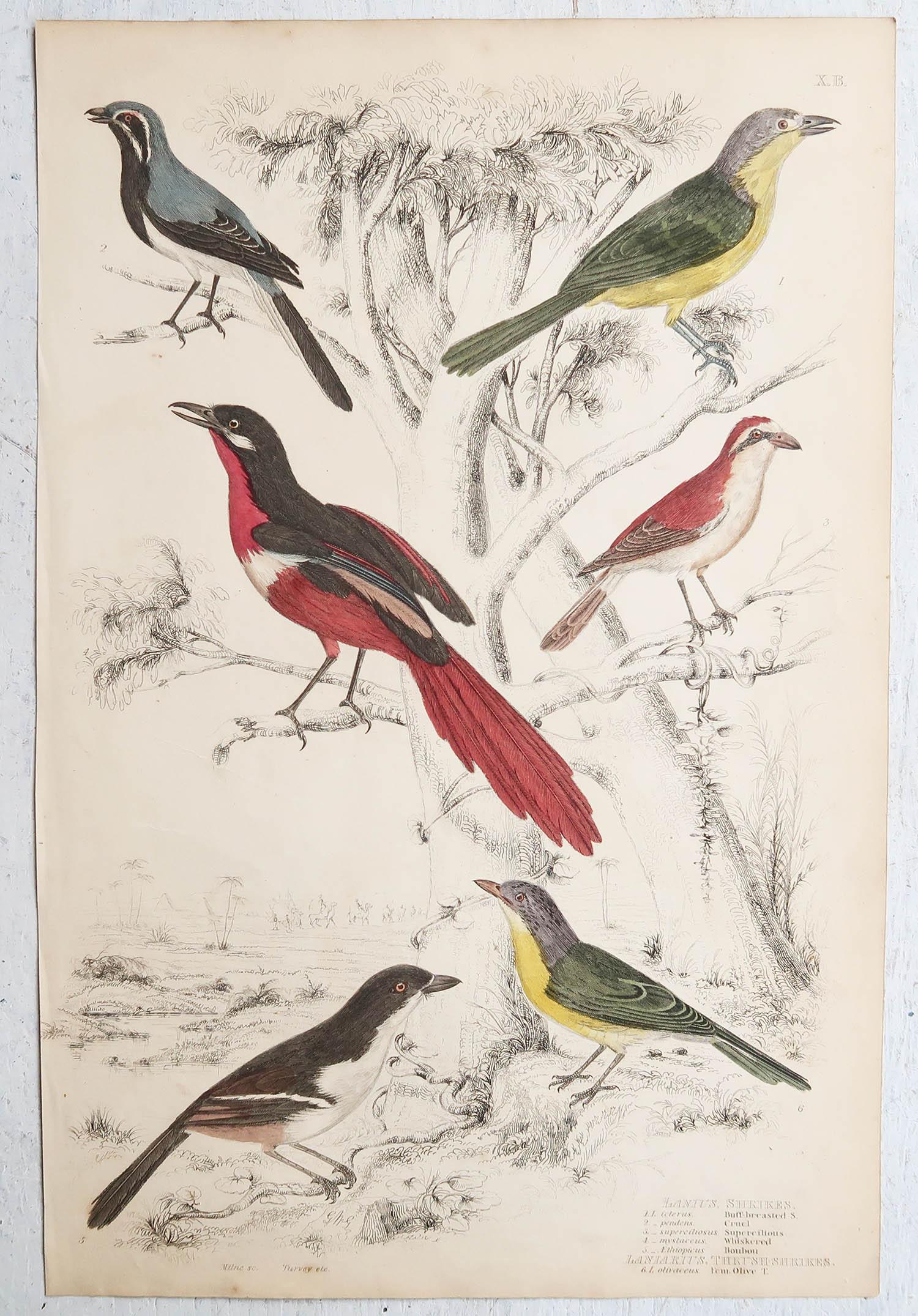 Conjunto de 16 Grandes Grabados Antiguos Originales de Aves Exóticas, Década de 1830 en venta 8