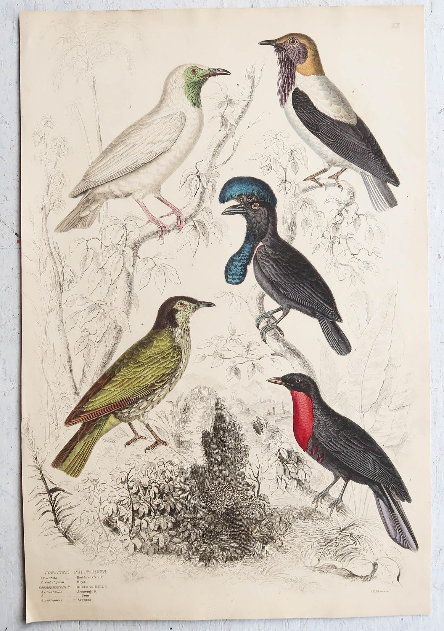 Conjunto de 16 Grandes Grabados Antiguos Originales de Aves Exóticas, Década de 1830 en venta 9