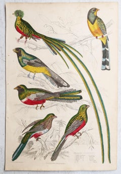 Set of 16 Large Original Antique Exotic Bird Prints, 1830s