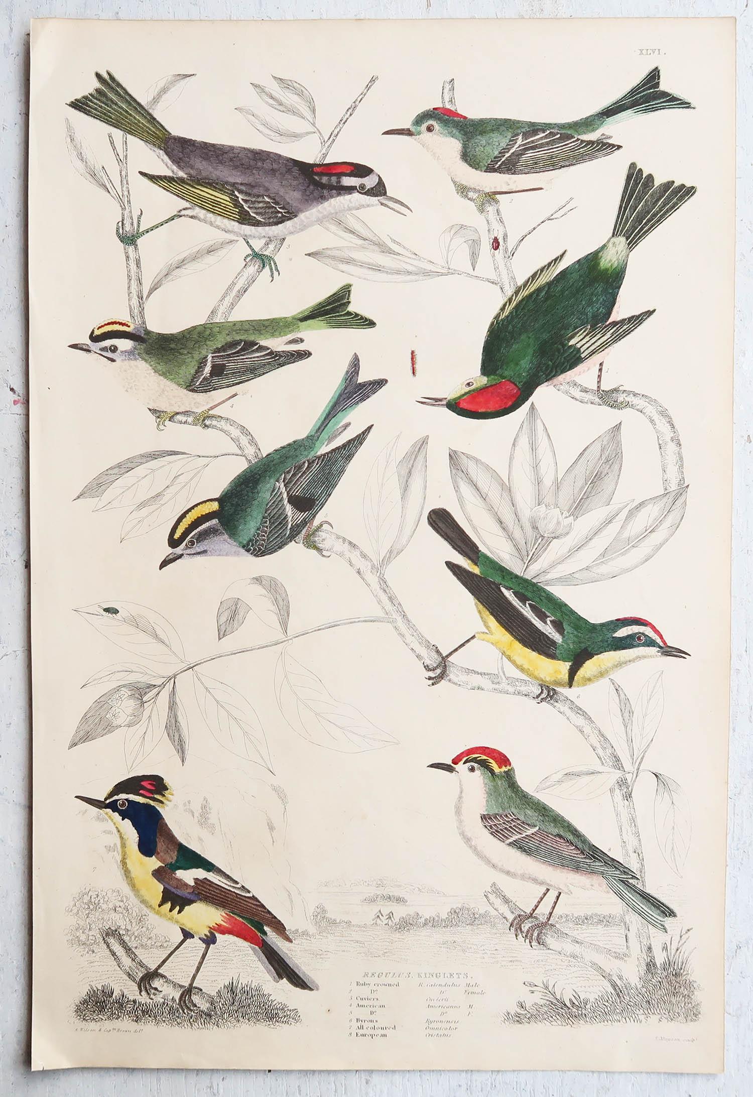 Conjunto de 16 Grandes Grabados Antiguos Originales de Aves Exóticas, Década de 1830 Arte popular en venta