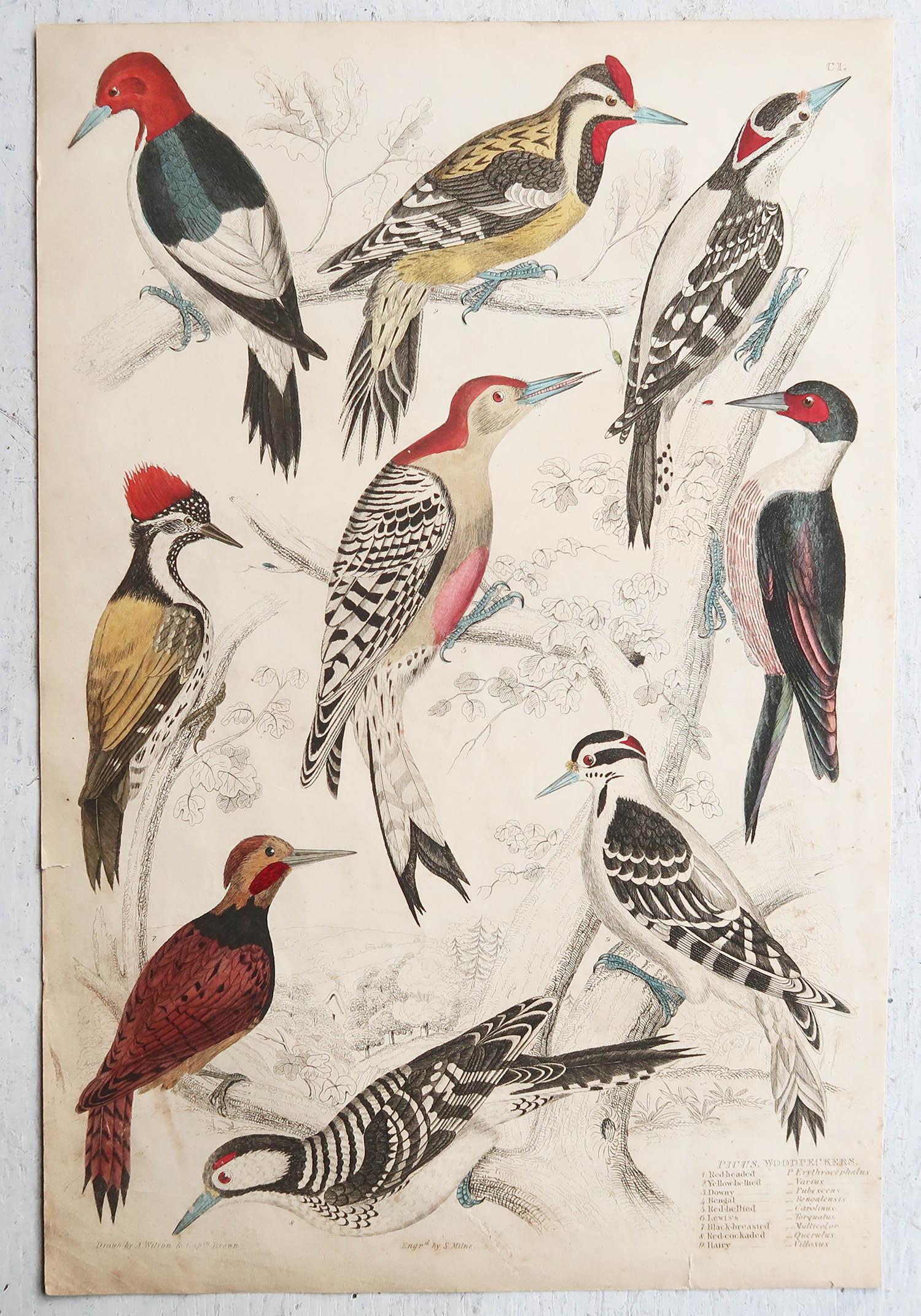 Conjunto de 16 Grandes Grabados Antiguos Originales de Aves Exóticas, Década de 1830 Escocés en venta