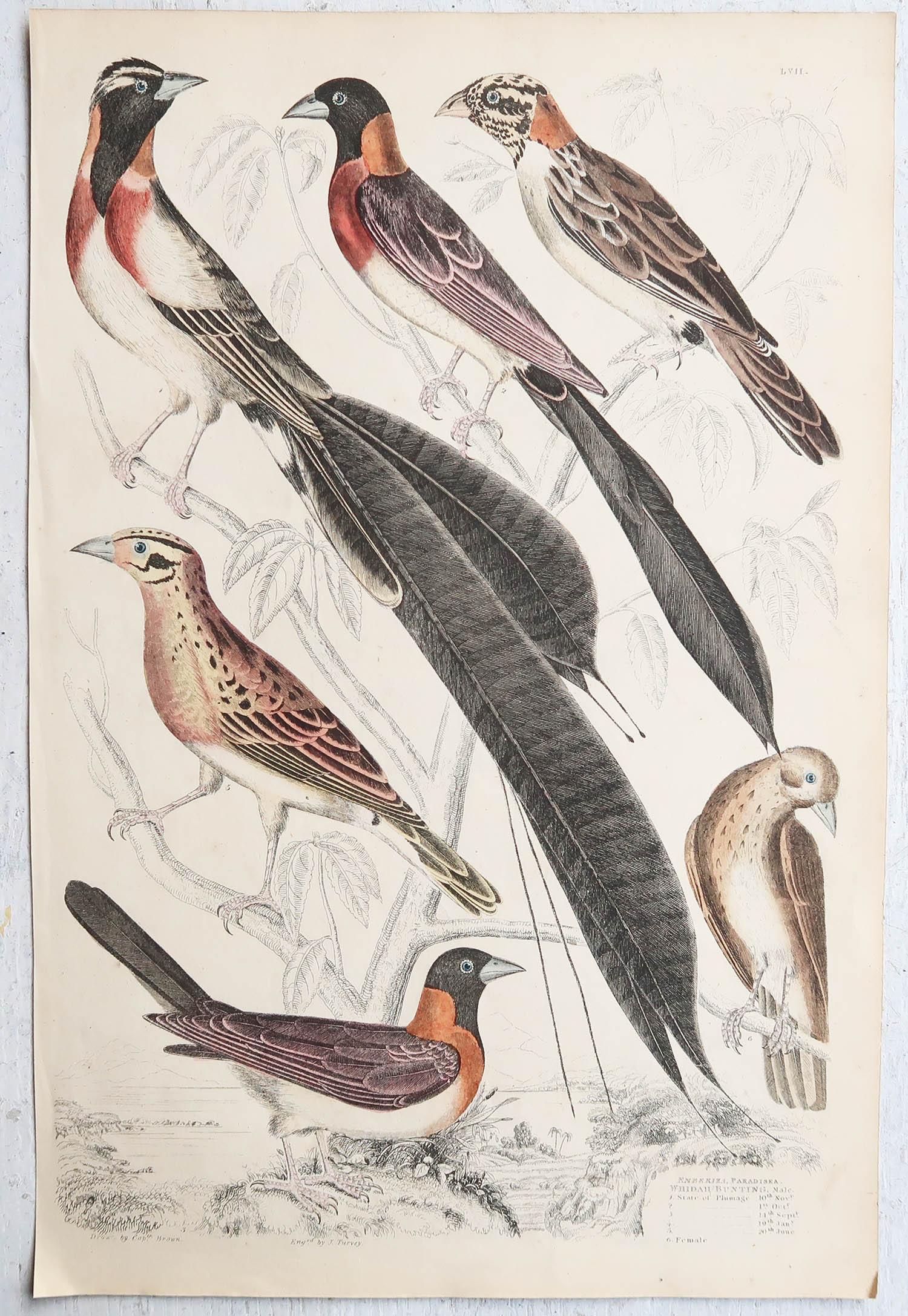 Conjunto de 16 Grandes Grabados Antiguos Originales de Aves Exóticas, Década de 1830 Otro en venta