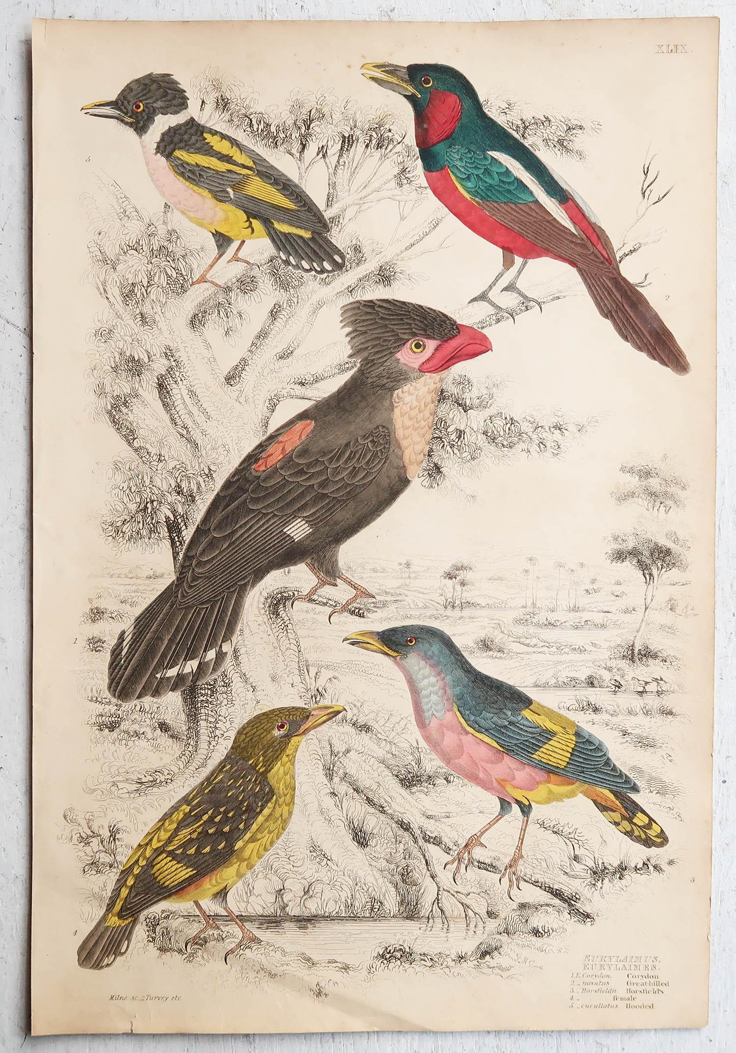 Conjunto de 16 Grandes Grabados Antiguos Originales de Aves Exóticas, Década de 1830 en Bueno estado para la venta en St Annes, Lancashire