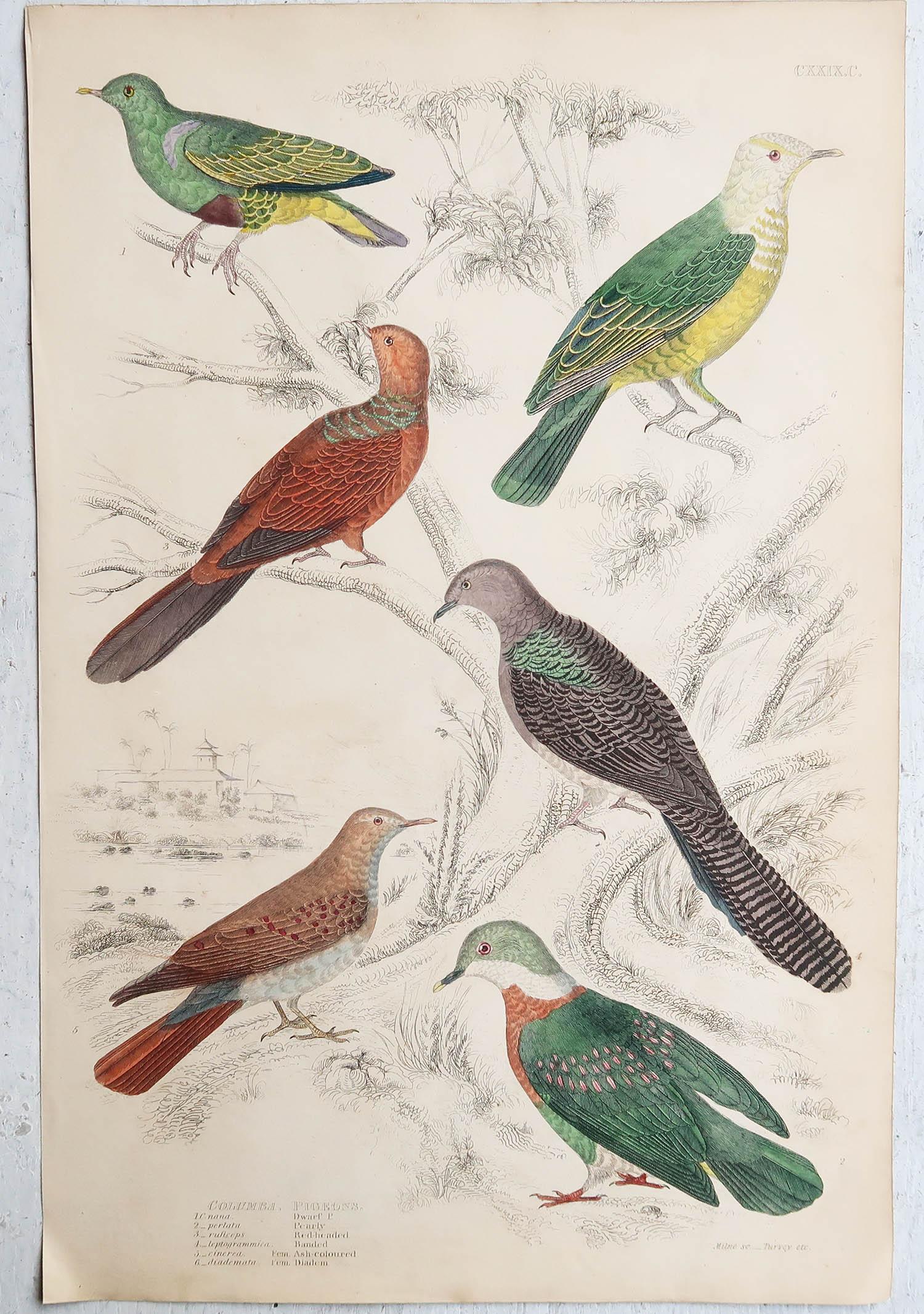 Conjunto de 16 Grandes Grabados Antiguos Originales de Aves Exóticas, Década de 1830 Mediados del siglo XIX en venta
