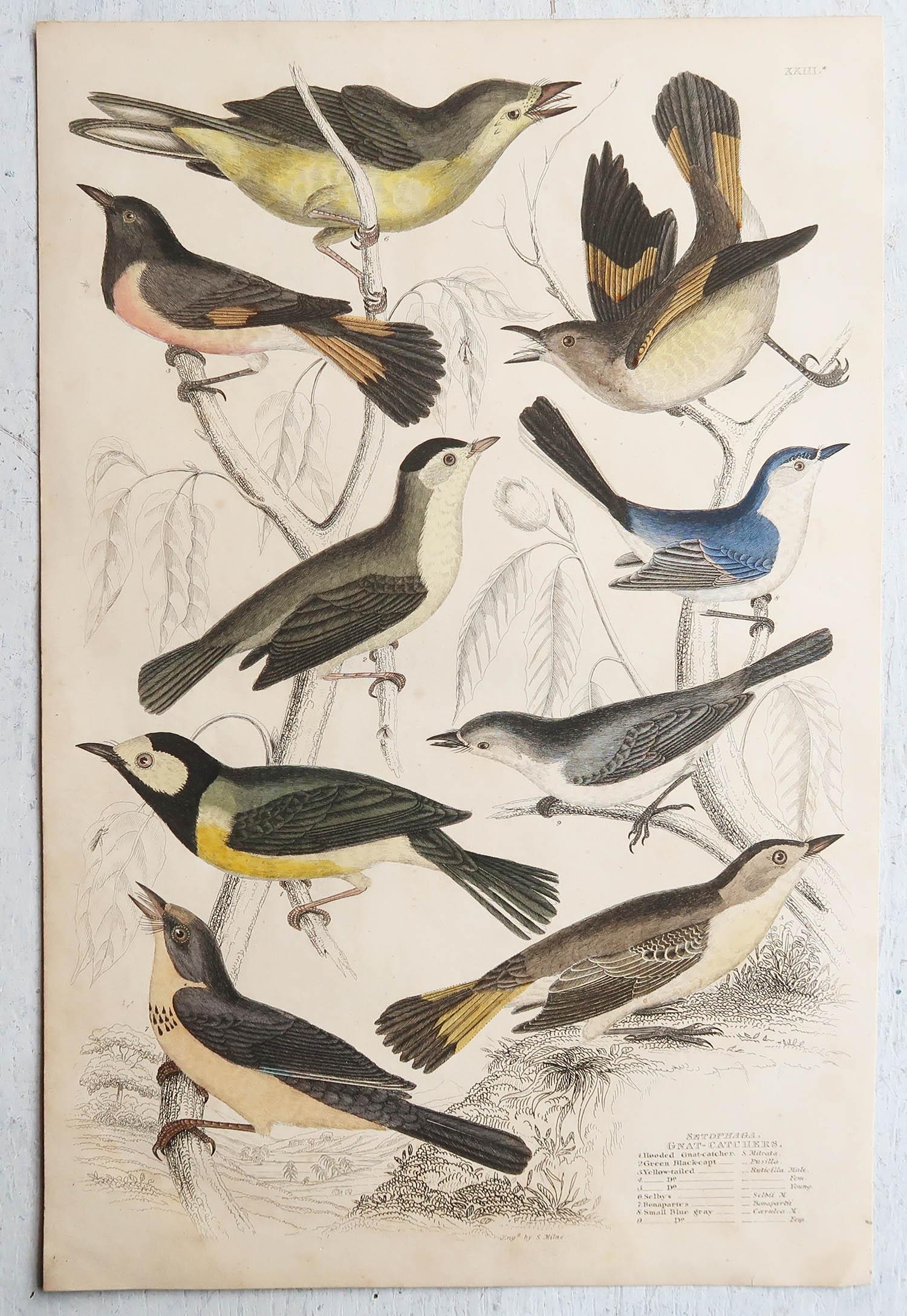 Conjunto de 16 Grandes Grabados Antiguos Originales de Aves Exóticas, Década de 1830 Papel en venta