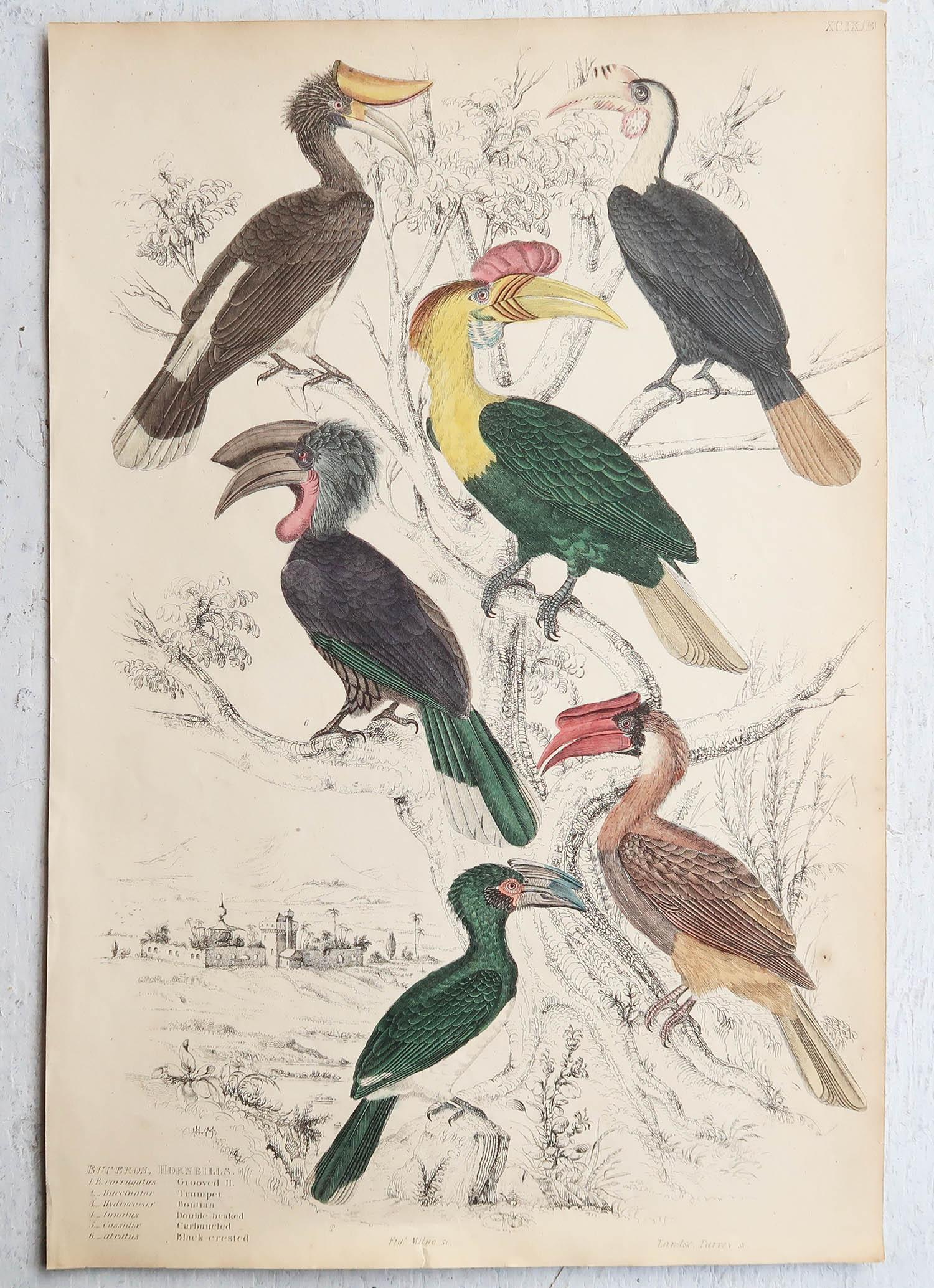 Conjunto de 16 Grandes Grabados Antiguos Originales de Aves Exóticas, Década de 1830 en venta 1