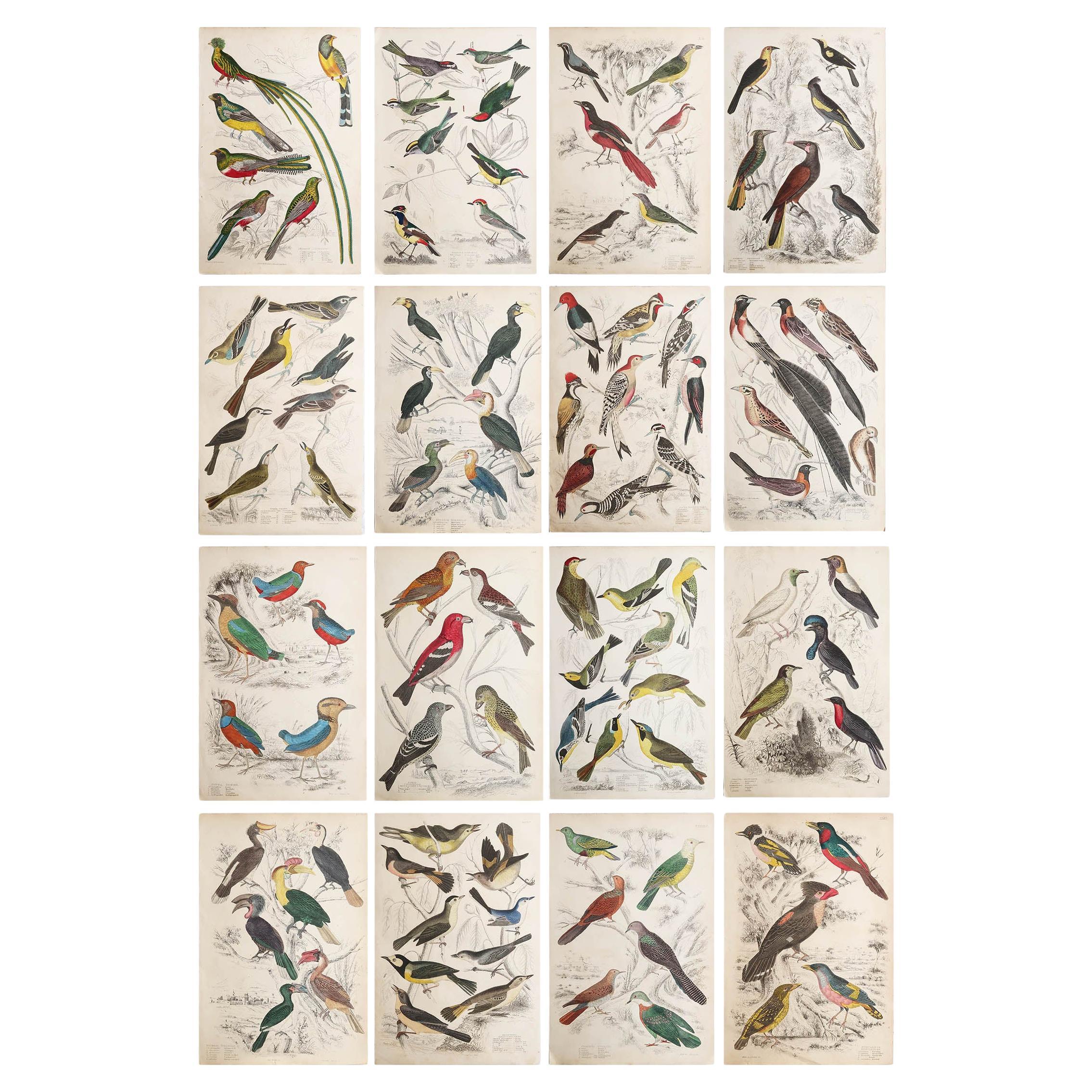 Conjunto de 16 Grandes Grabados Antiguos Originales de Aves Exóticas, Década de 1830 en venta