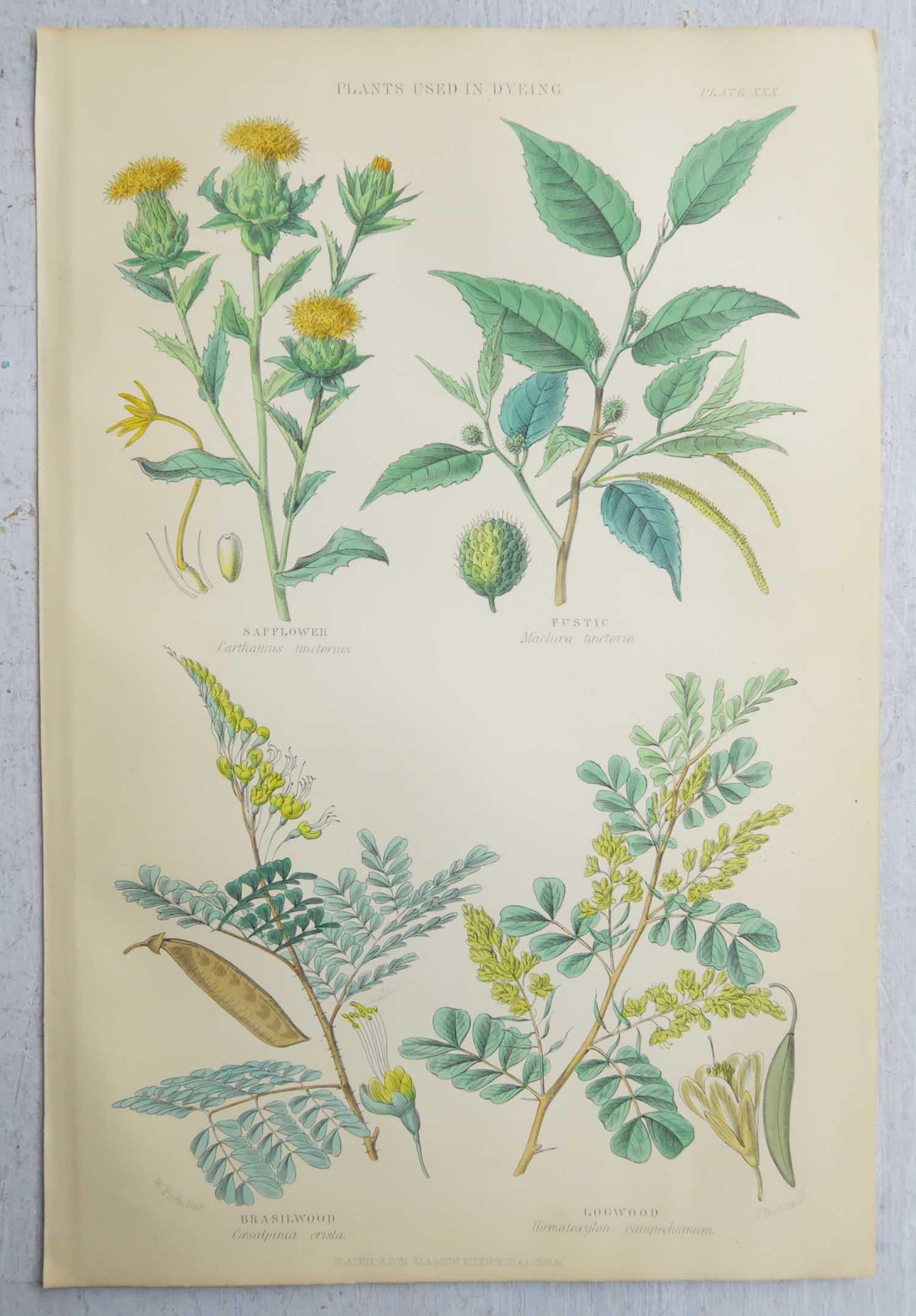 Set of 16 Original Antique Botanical Prints After Walter Hood Fitch. C.1870 2