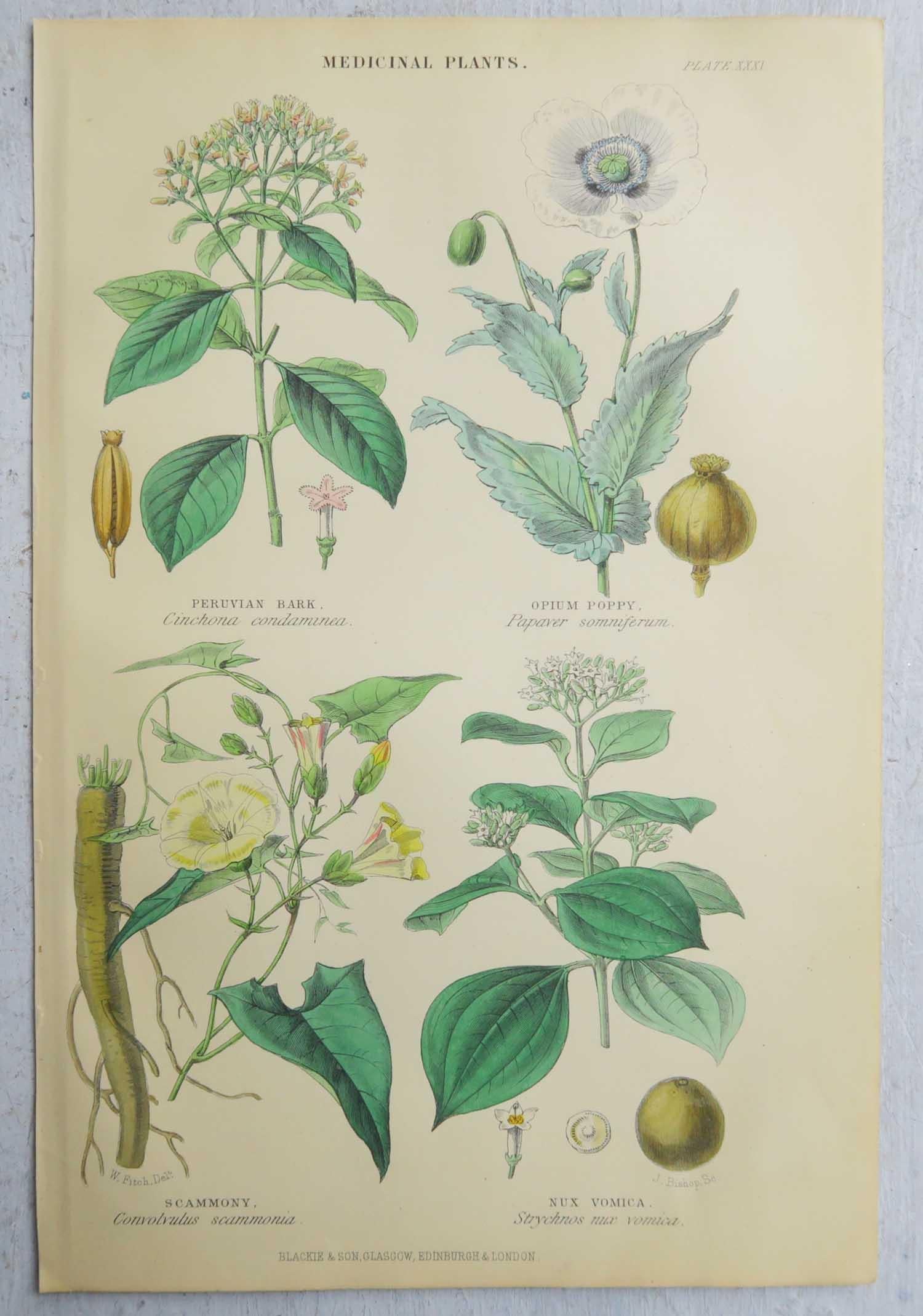 Set of 16 Original Antique Botanical Prints After Walter Hood Fitch. C.1870 3