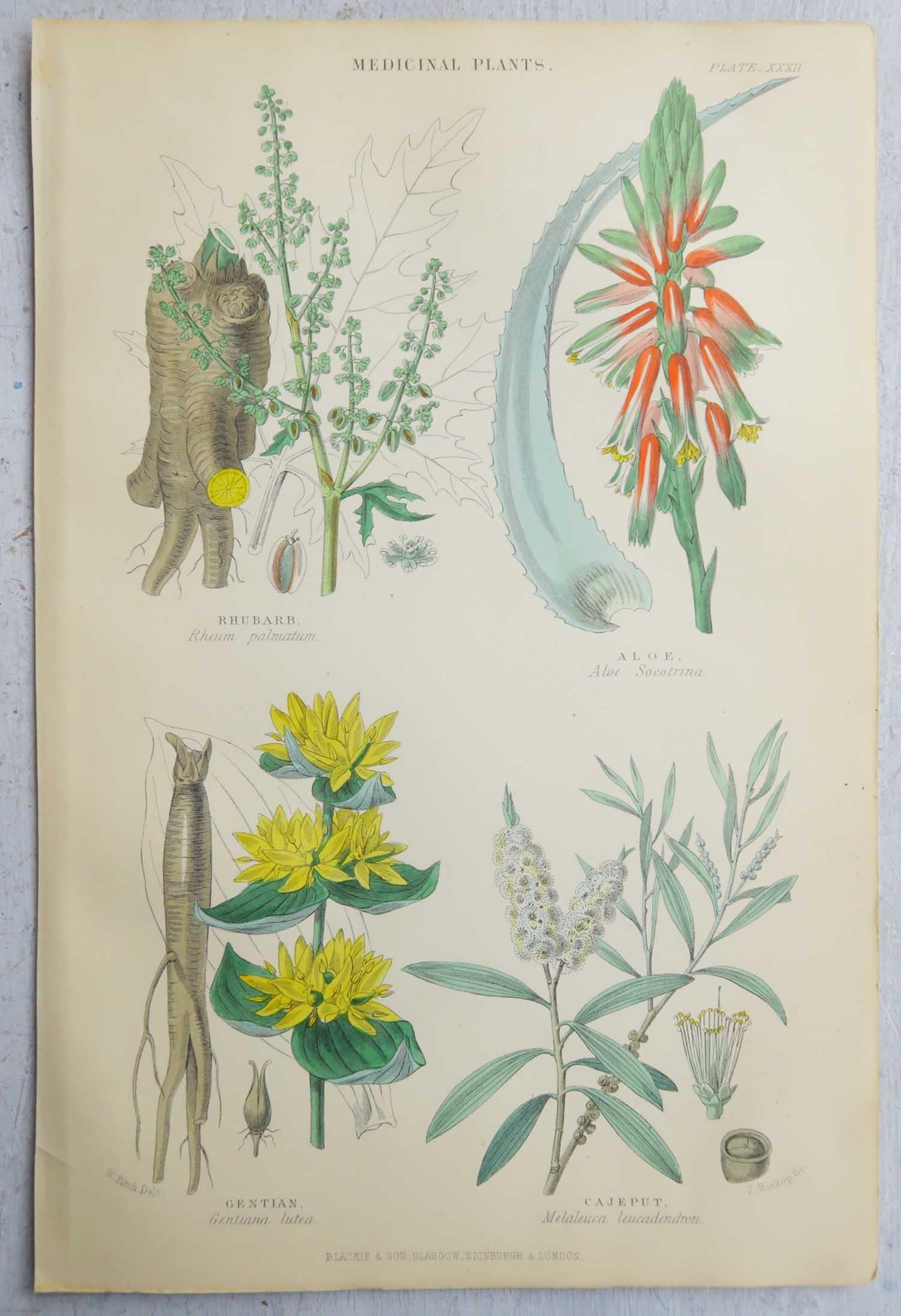 Set of 16 Original Antique Botanical Prints After Walter Hood Fitch. C.1870 4