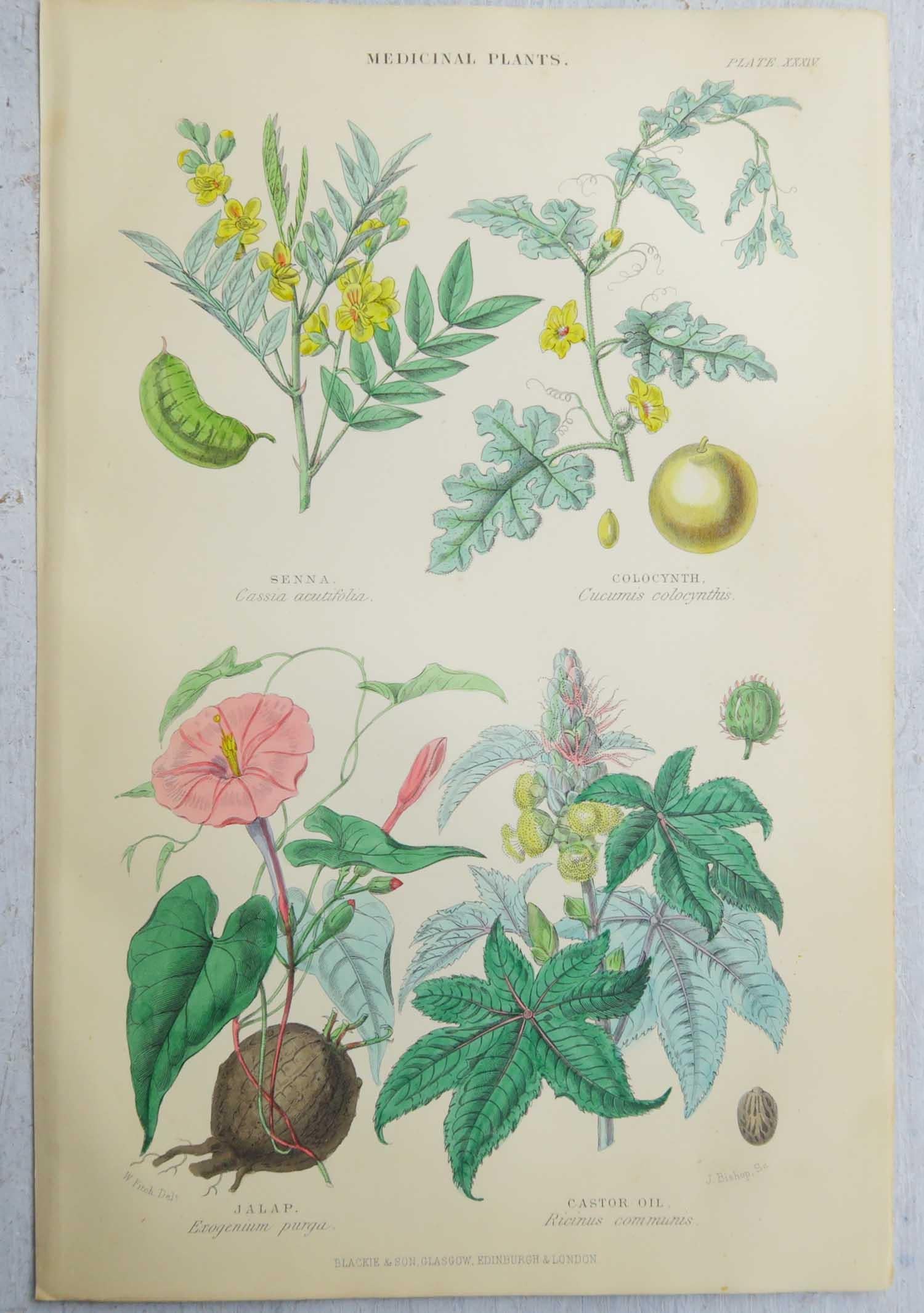 Set of 16 Original Antique Botanical Prints After Walter Hood Fitch. C.1870 5