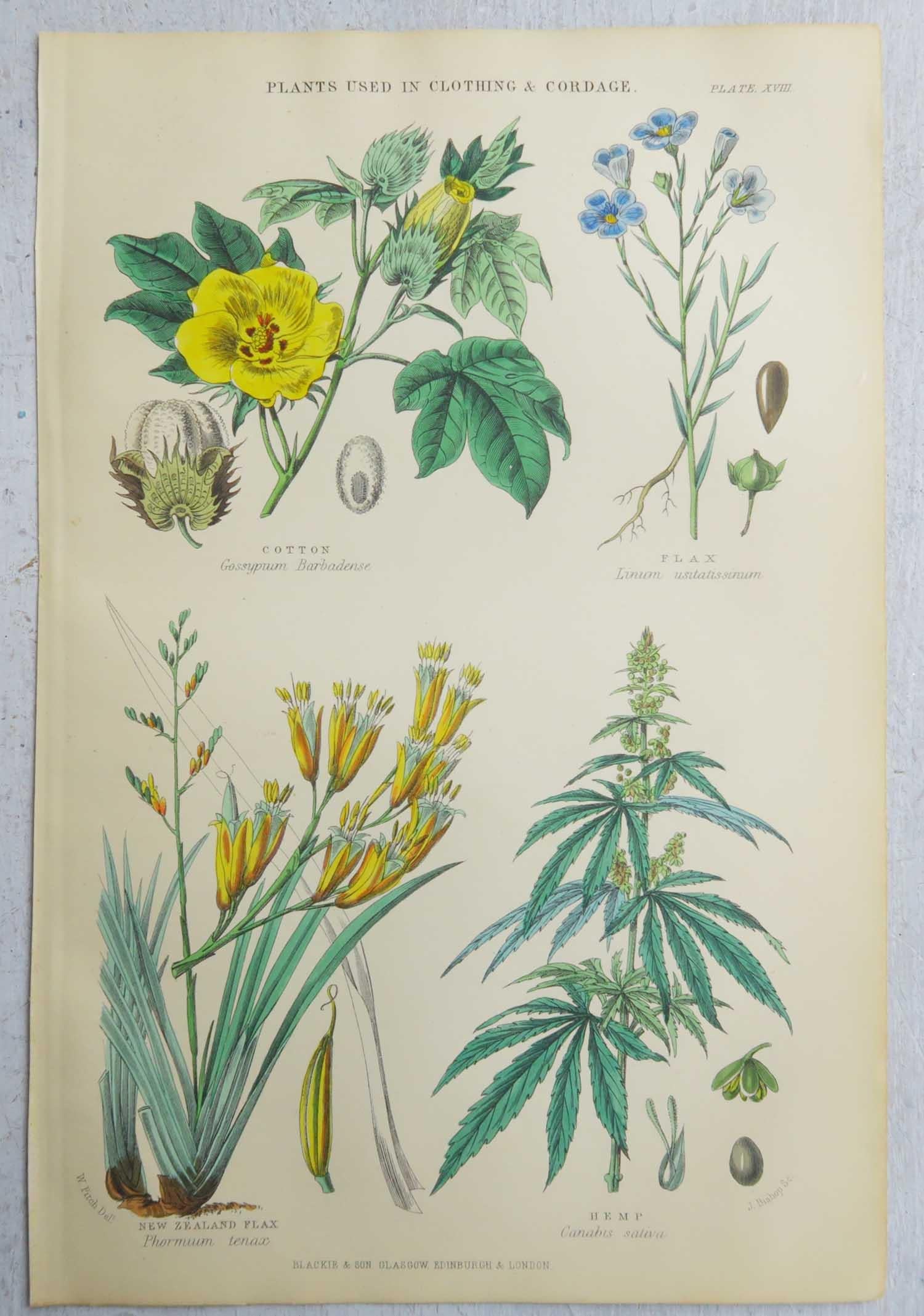 Set of 16 Original Antique Botanical Prints After Walter Hood Fitch. C.1870 6