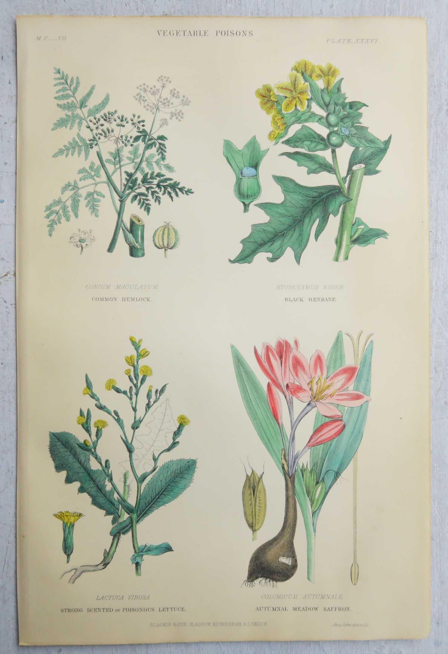 Set of 16 Original Antique Botanical Prints After Walter Hood Fitch. C.1870 7