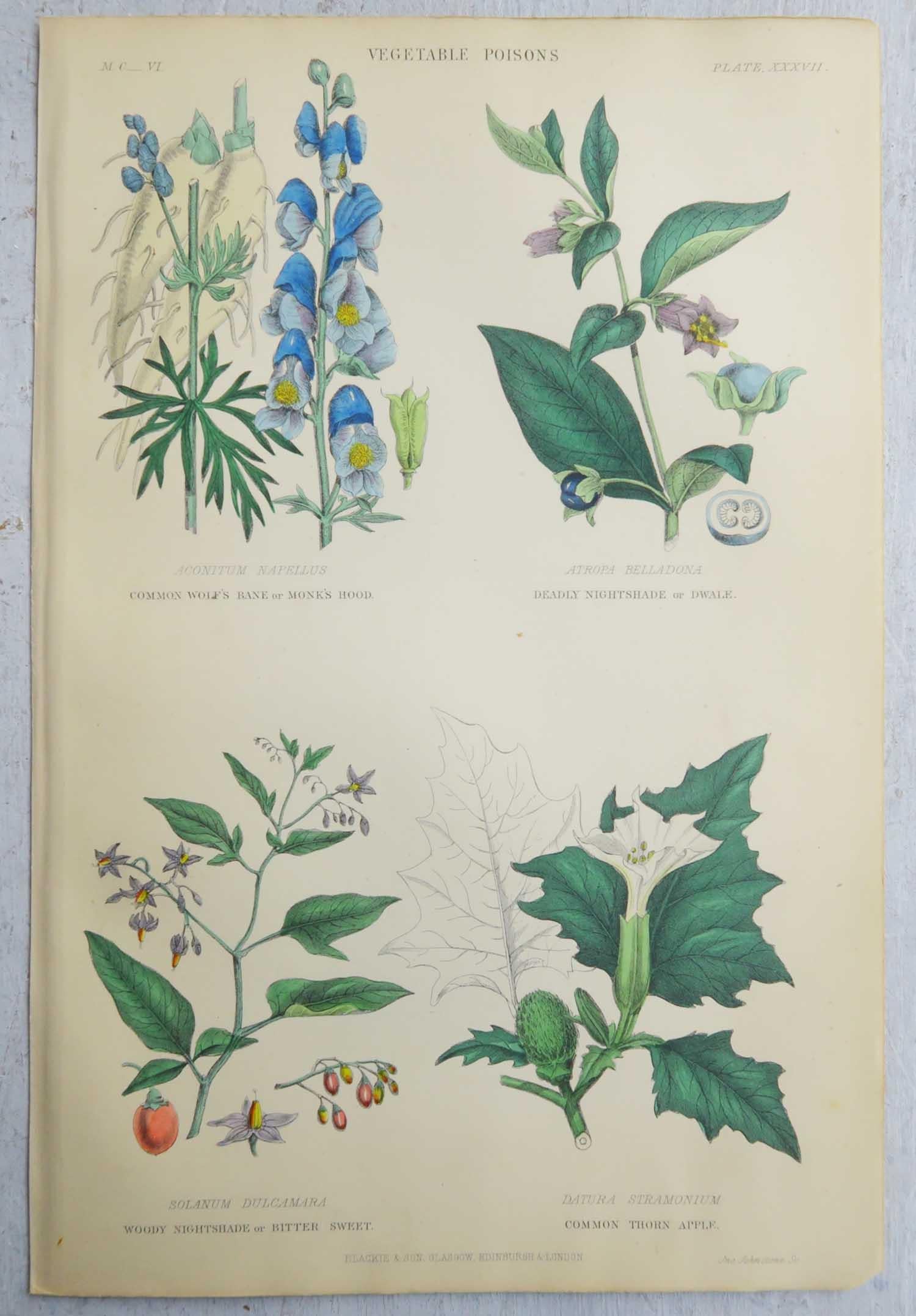 Set of 16 Original Antique Botanical Prints After Walter Hood Fitch. C.1870 8