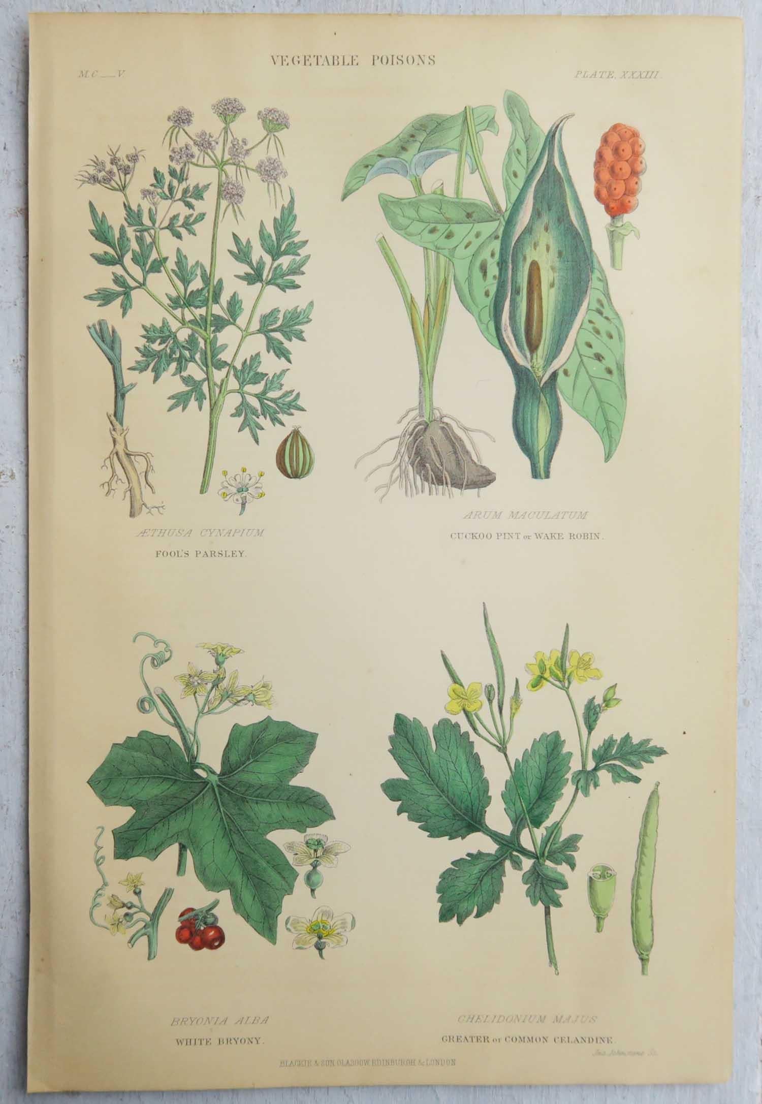 Set of 16 Original Antique Botanical Prints After Walter Hood Fitch. C.1870 9