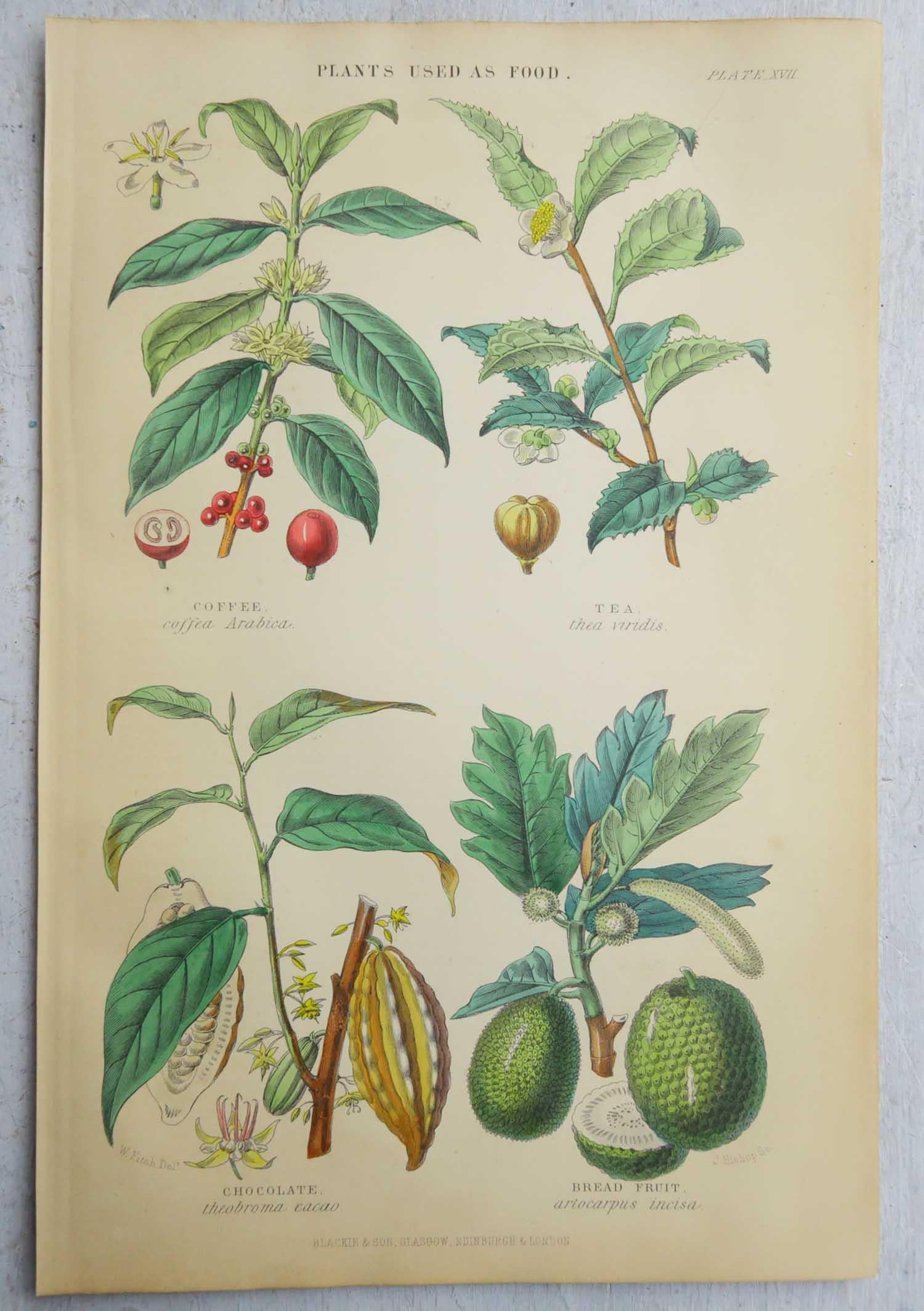 Lovely set of prints after Fitch

I particularly like the muted colours of these prints

Lithographs

Original color

Published, circa 1870

Unframed.

Free shipping

