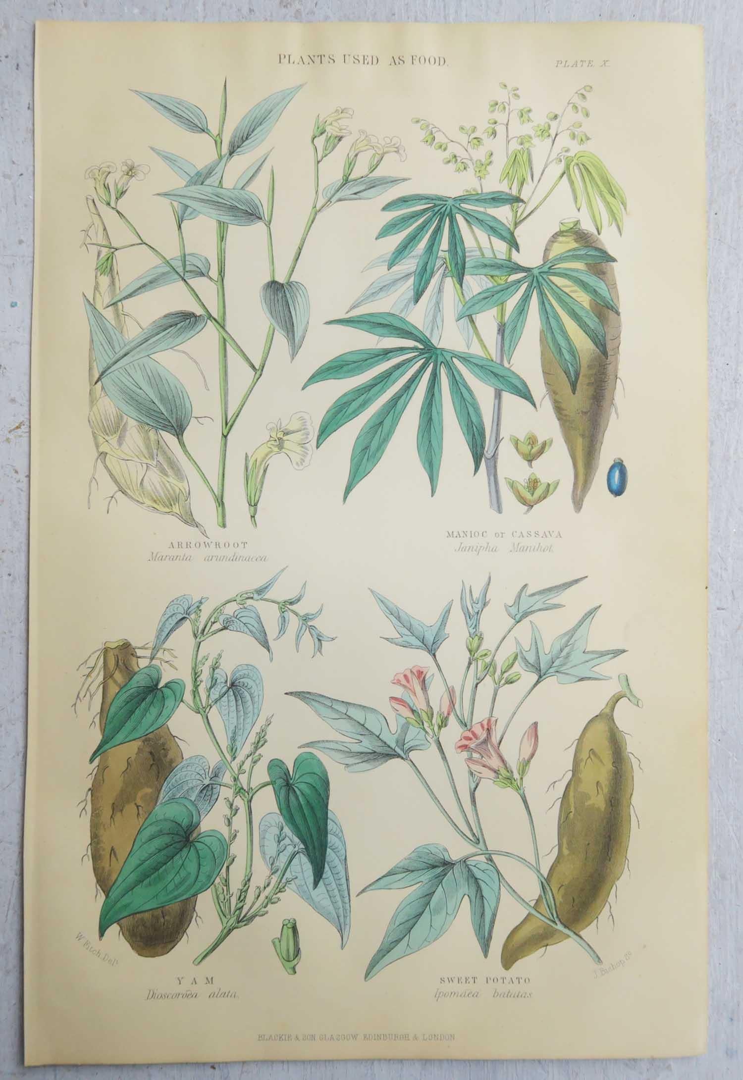 Victorian Set of 16 Original Antique Botanical Prints After Walter Hood Fitch. C.1870