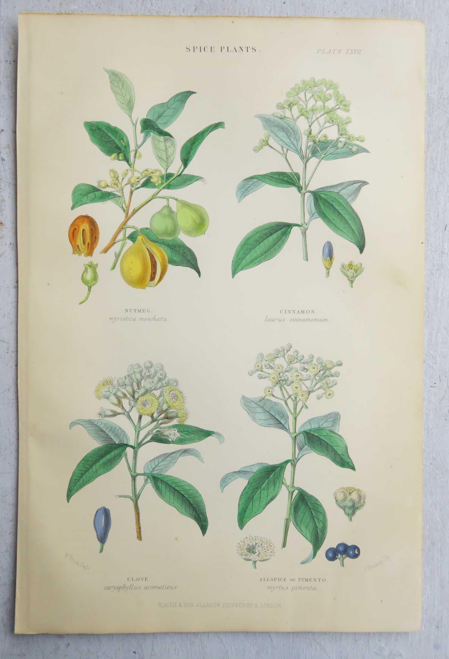 English Set of 16 Original Antique Botanical Prints After Walter Hood Fitch. C.1870