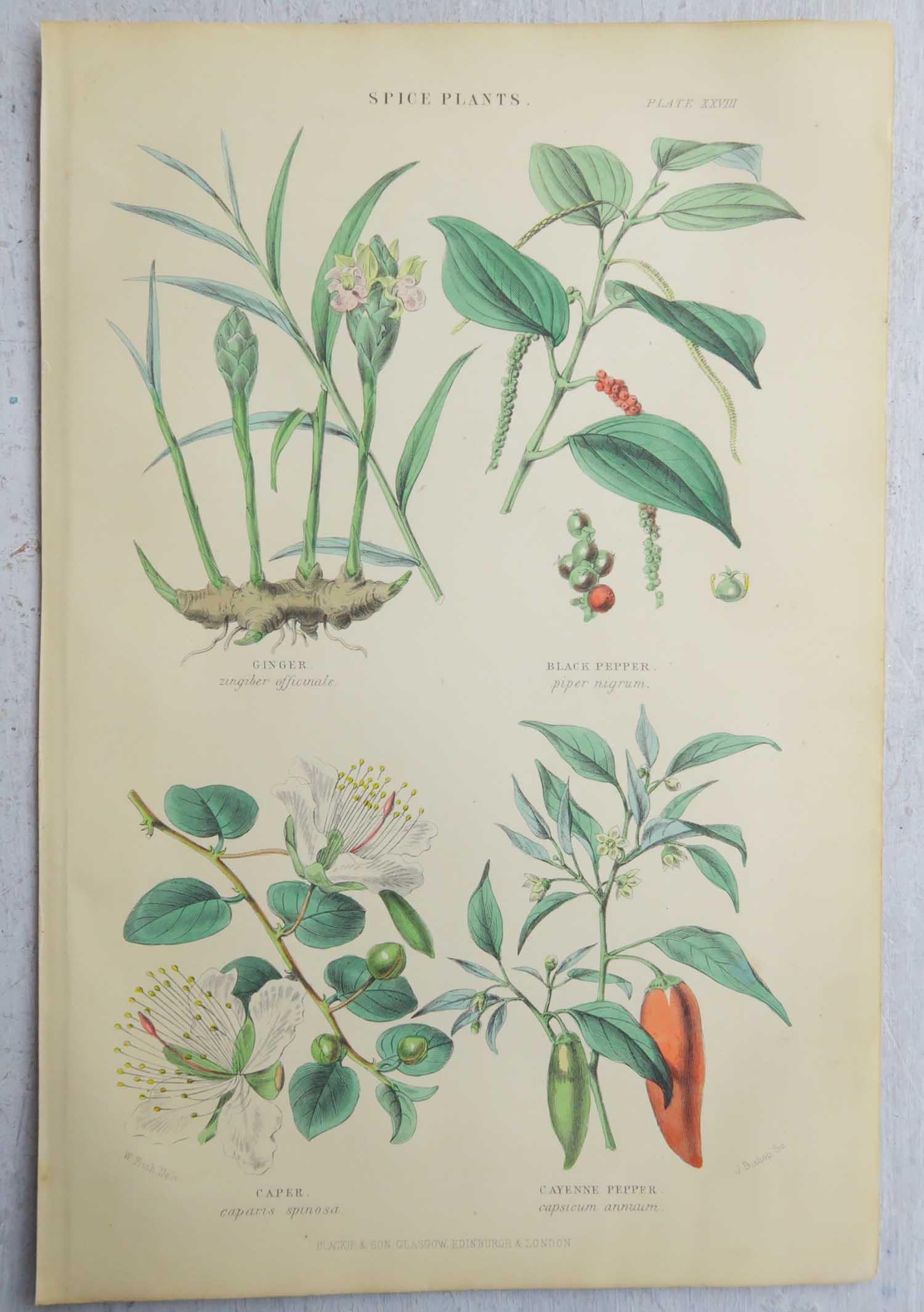 Other Set of 16 Original Antique Botanical Prints After Walter Hood Fitch. C.1870