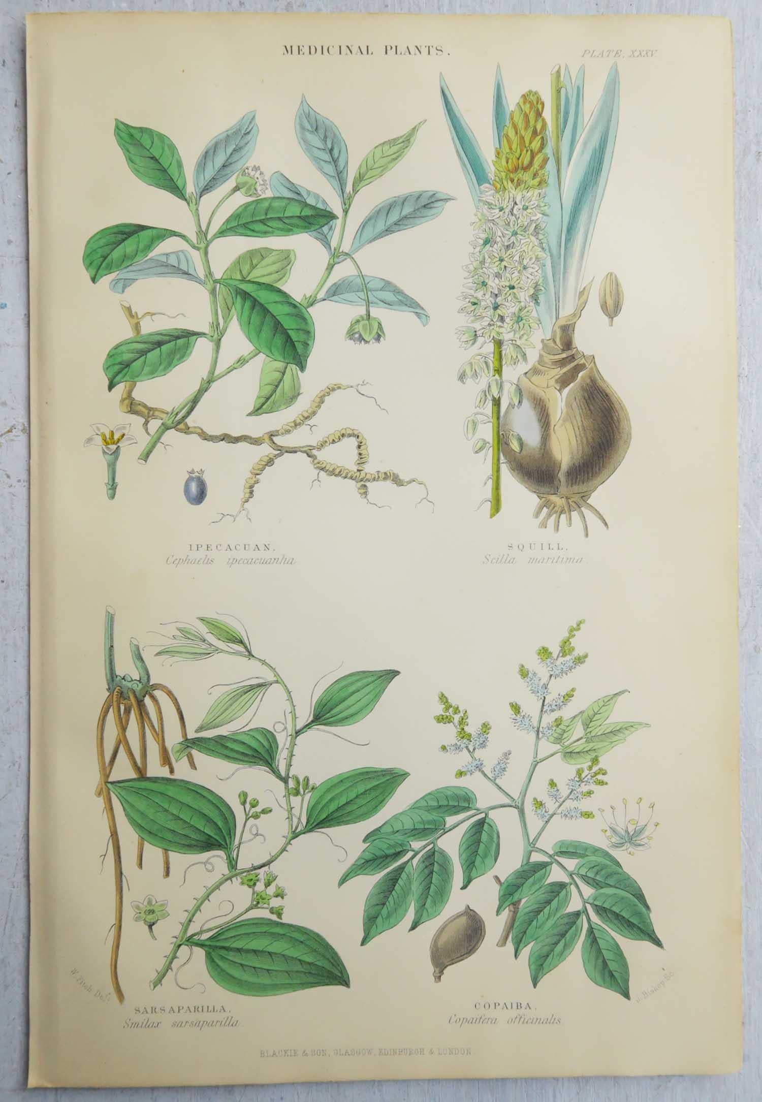 Set of 16 Original Antique Botanical Prints After Walter Hood Fitch. C.1870 In Good Condition In St Annes, Lancashire
