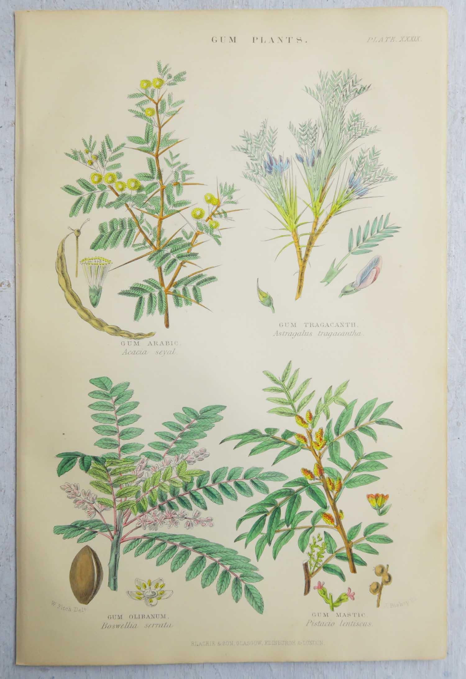 Late 19th Century Set of 16 Original Antique Botanical Prints After Walter Hood Fitch. C.1870