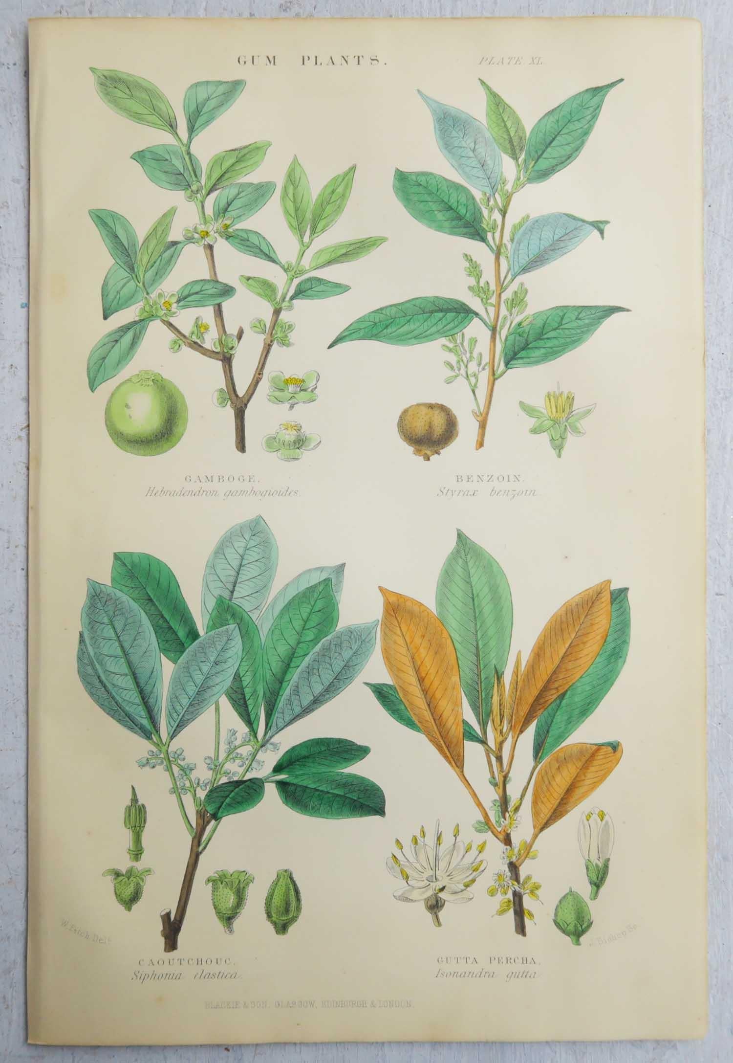 Paper Set of 16 Original Antique Botanical Prints After Walter Hood Fitch. C.1870