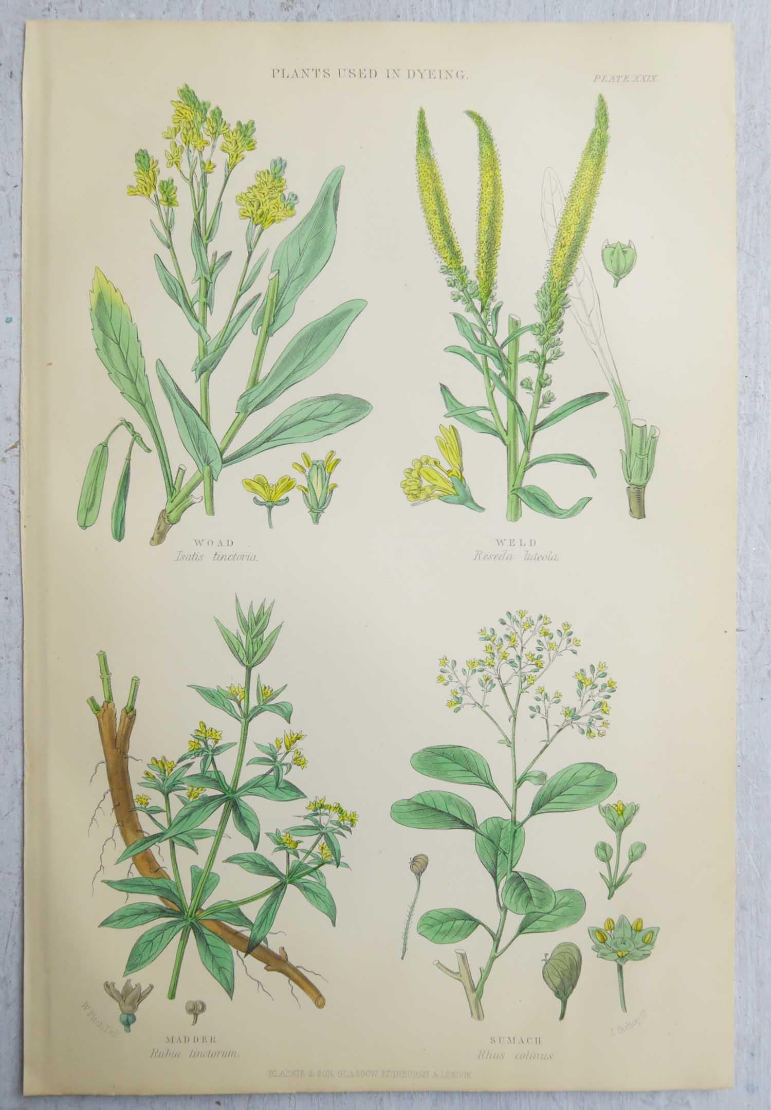 Set of 16 Original Antique Botanical Prints After Walter Hood Fitch. C.1870 1
