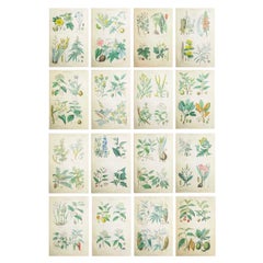 Set of 16 Original Antique Botanical Prints After Walter Hood Fitch. C.1870