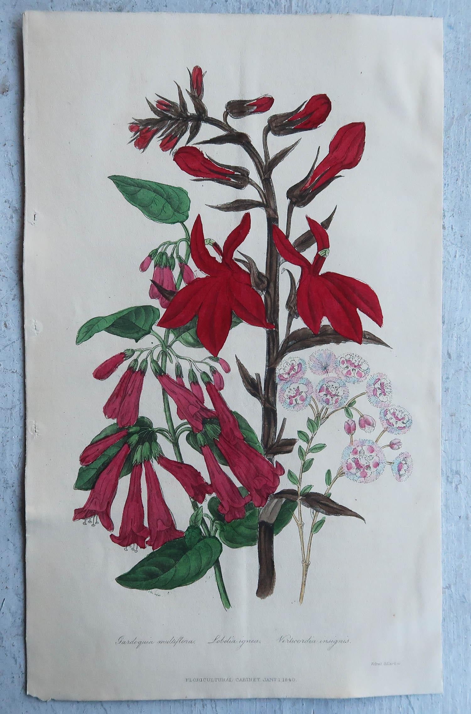 Set of 16 Original Antique Botanical Prints, circa 1840 2