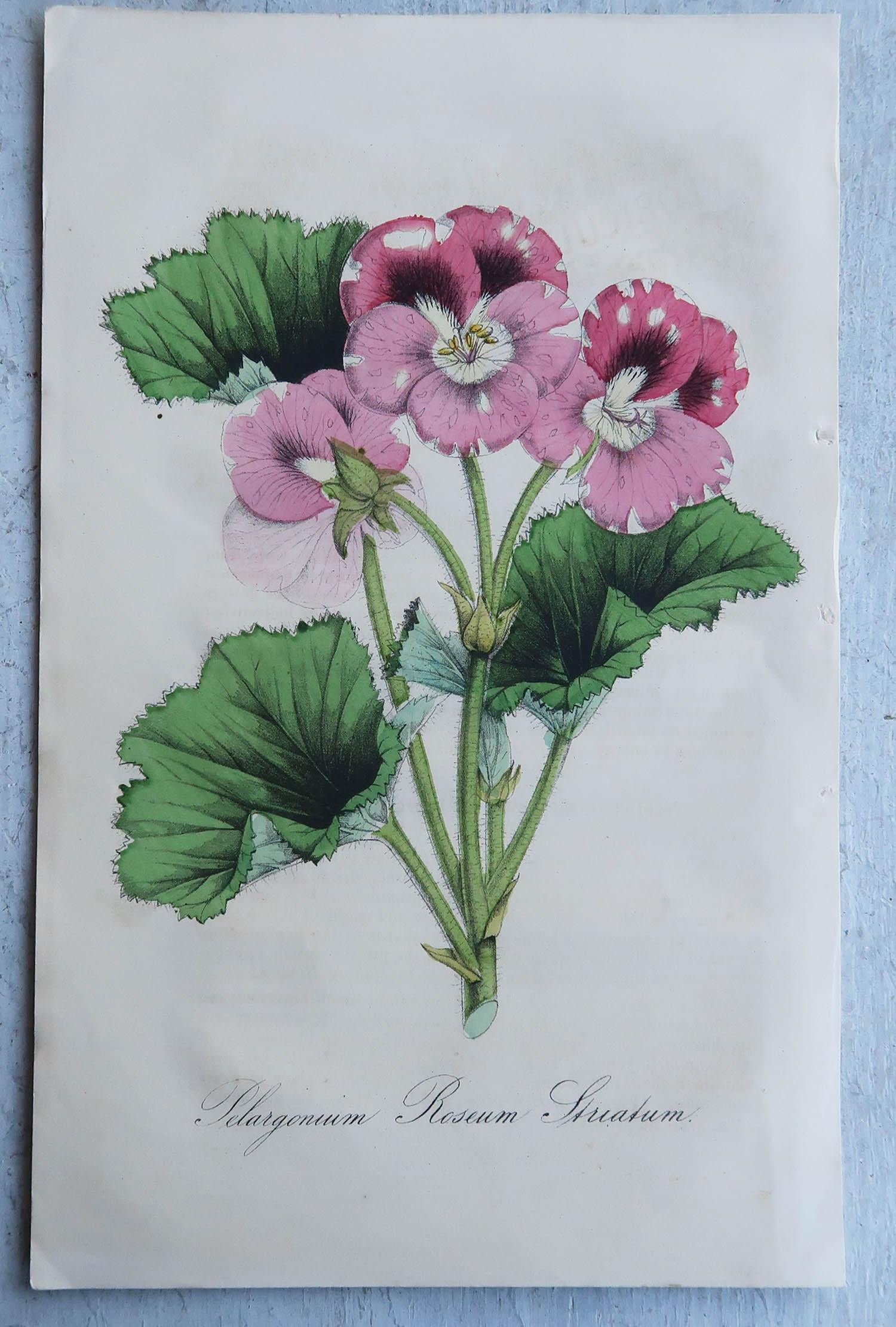 Set of 16 Original Antique Botanical Prints, circa 1840 3
