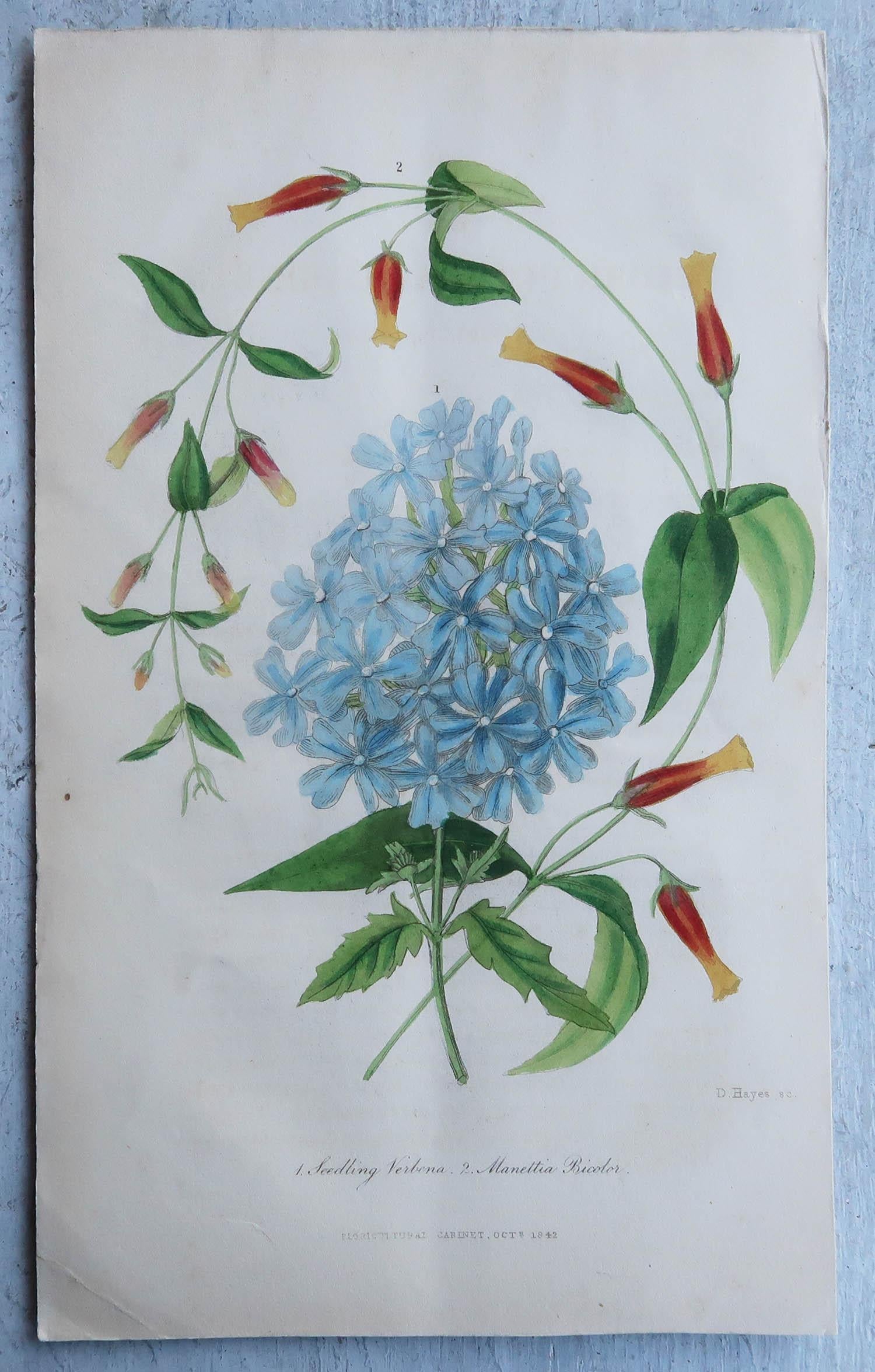 Set of 16 Original Antique Botanical Prints, circa 1840 4