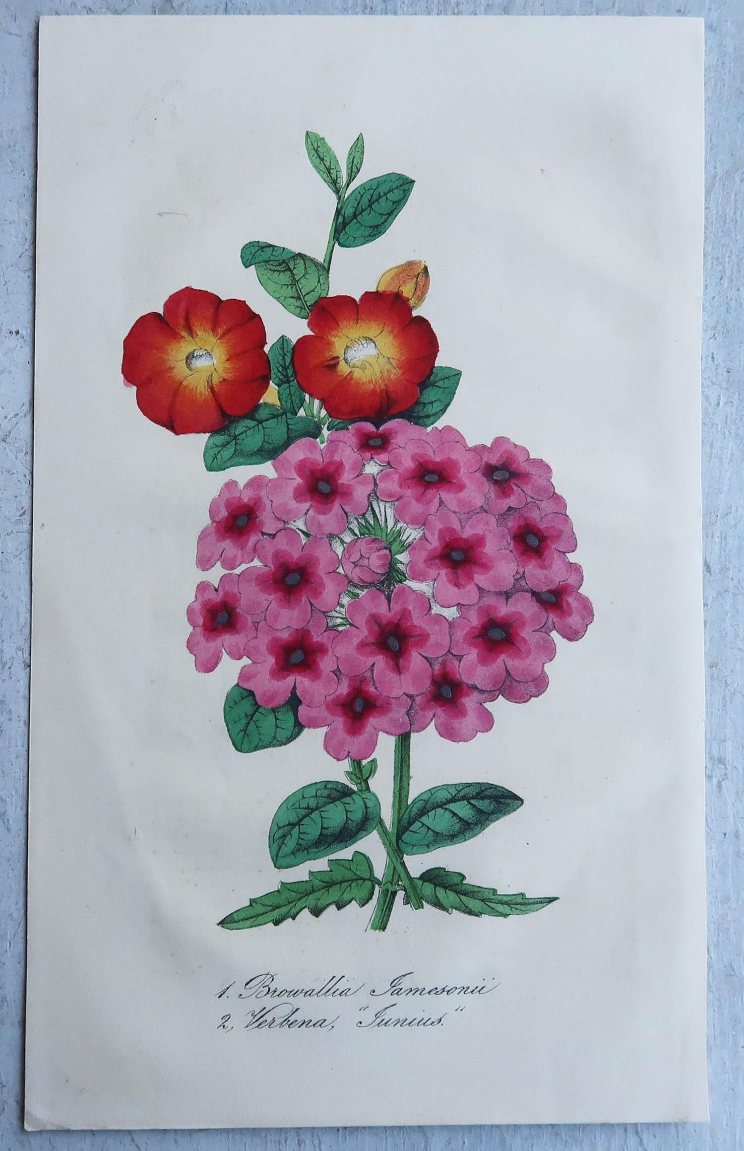 Set of 16 Original Antique Botanical Prints, circa 1840 5