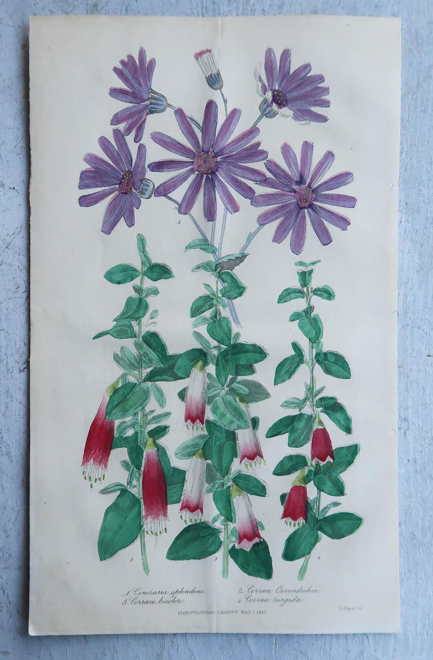 Set of 16 Original Antique Botanical Prints, circa 1840 6