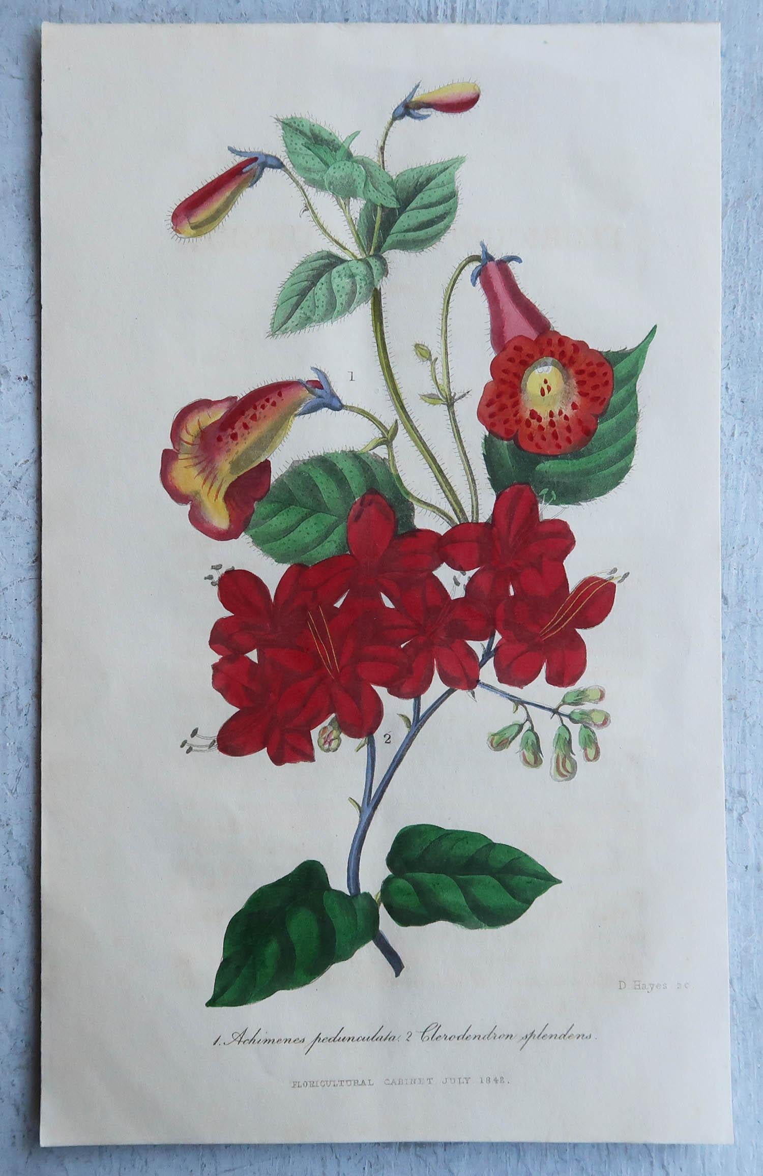 Set of 16 Original Antique Botanical Prints, circa 1840 7