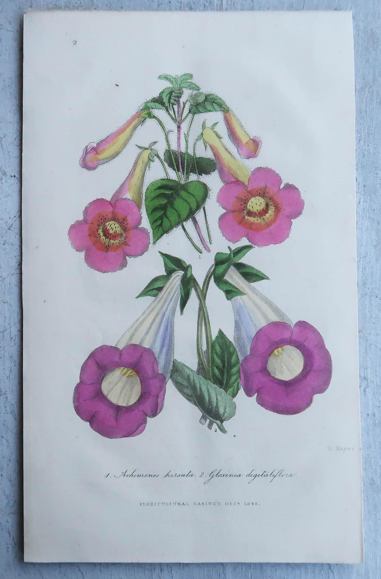 Set of 16 Original Antique Botanical Prints, circa 1840 8
