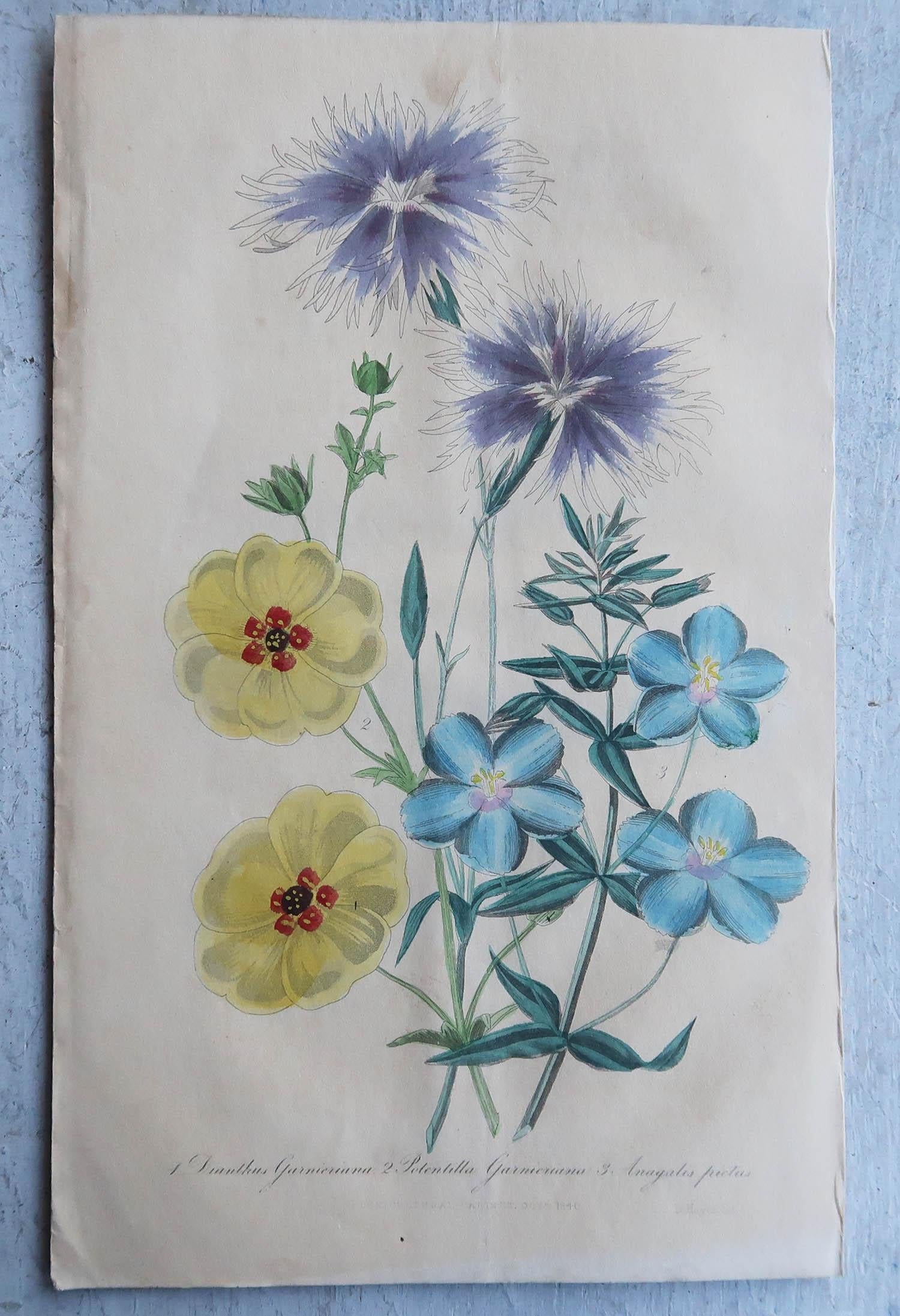 Set of 16 Original Antique Botanical Prints, circa 1840 9