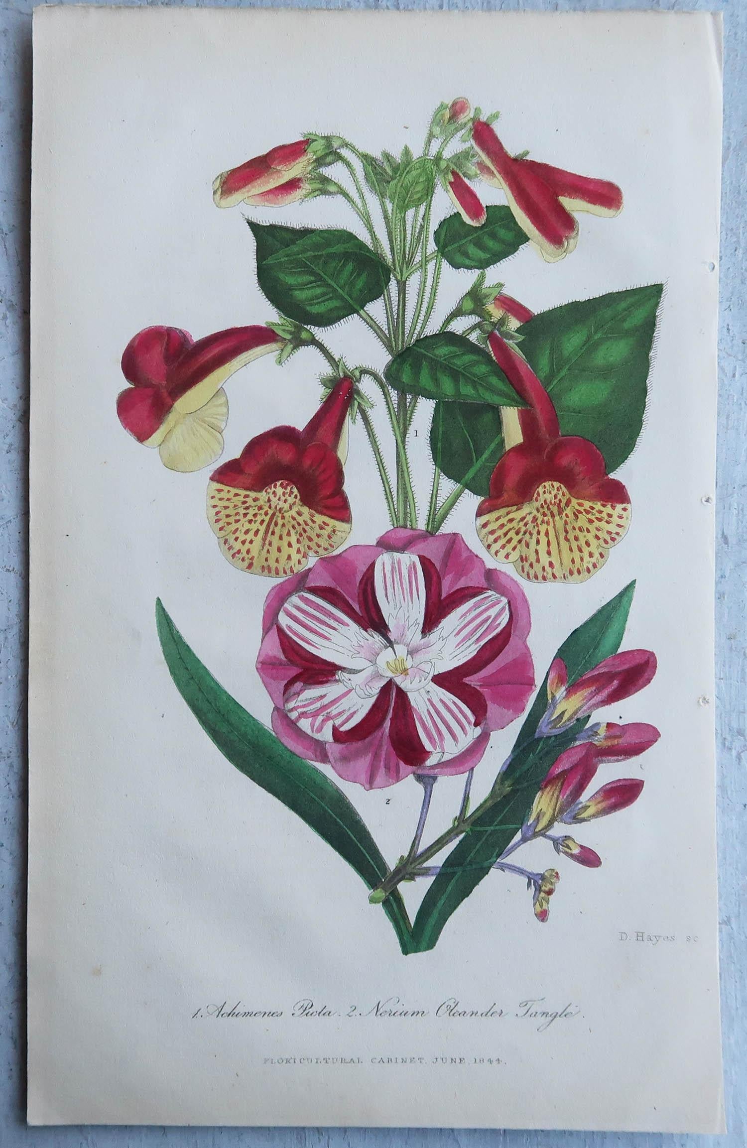 Wonderful set of 16 botanical prints.

Lithographs by Alfred Adlard, J.Parkin and D.Hayes

After C.W Harrison and Miss E.Hogg

Original hand color

Published, circa 1840

Unframed.

The measurement given is for one print.

Free shipping





