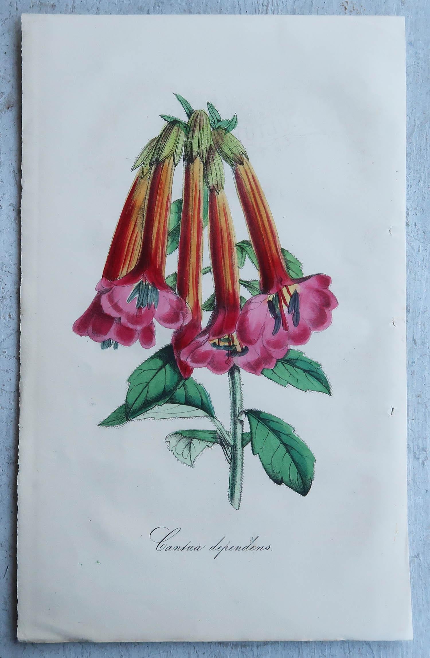 English Set of 16 Original Antique Botanical Prints, circa 1840